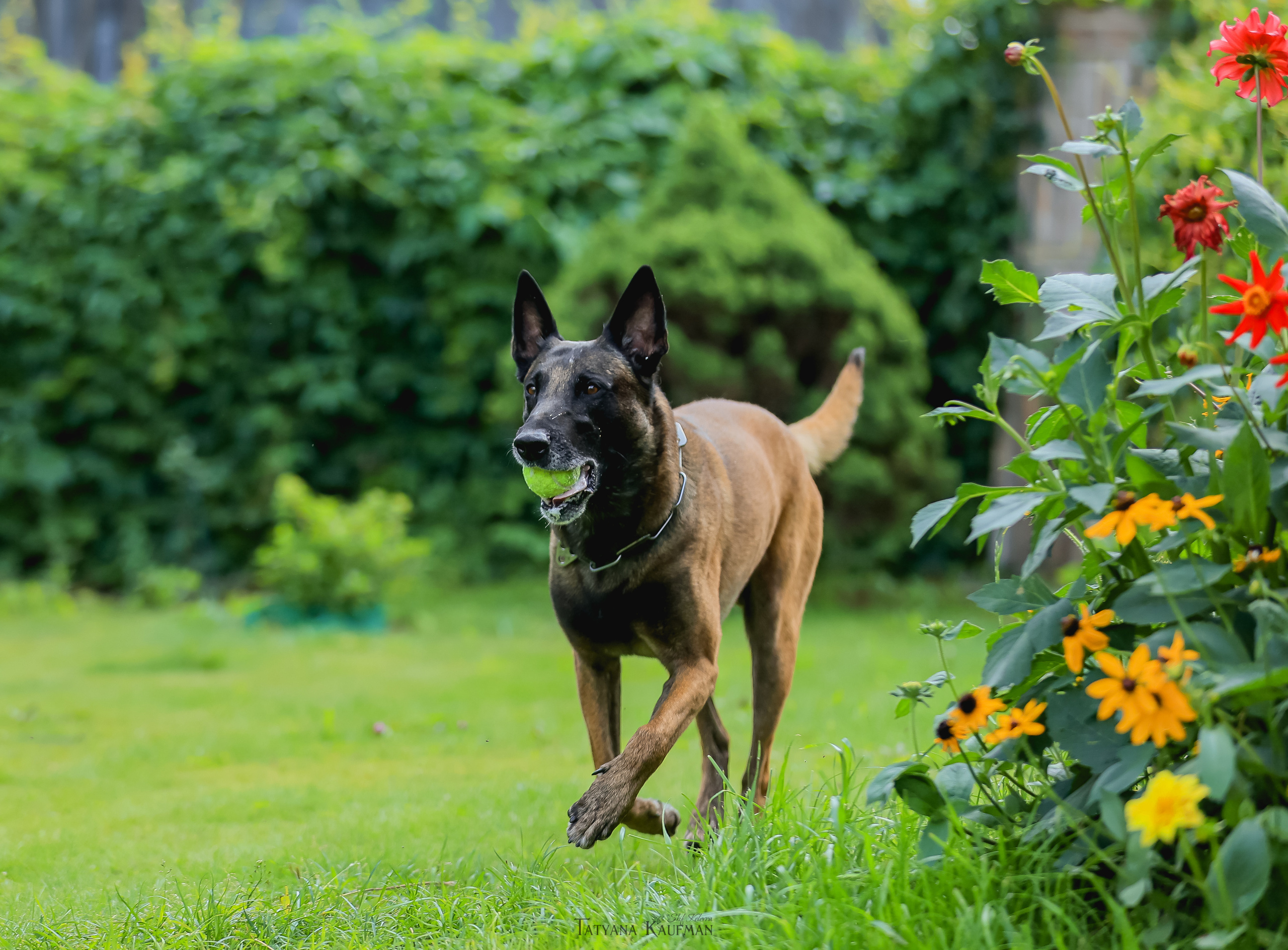 Фотосессия Малинуа. Фотограф Анималист из Новосибирска Татьяна Кауфман