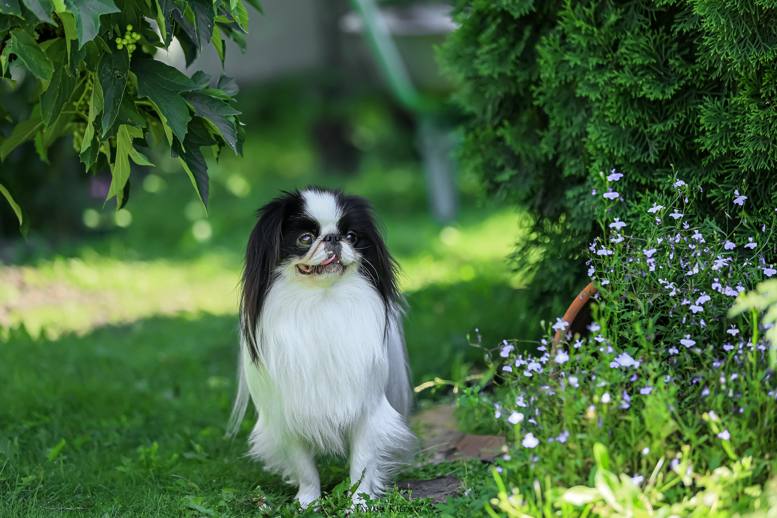 Японский хин, фотография японский хин, собака в цветах, красивая собака, фотограф анималист, фотокурс Анималистика, научиться фотографировать собак, фотограф Новосибирск