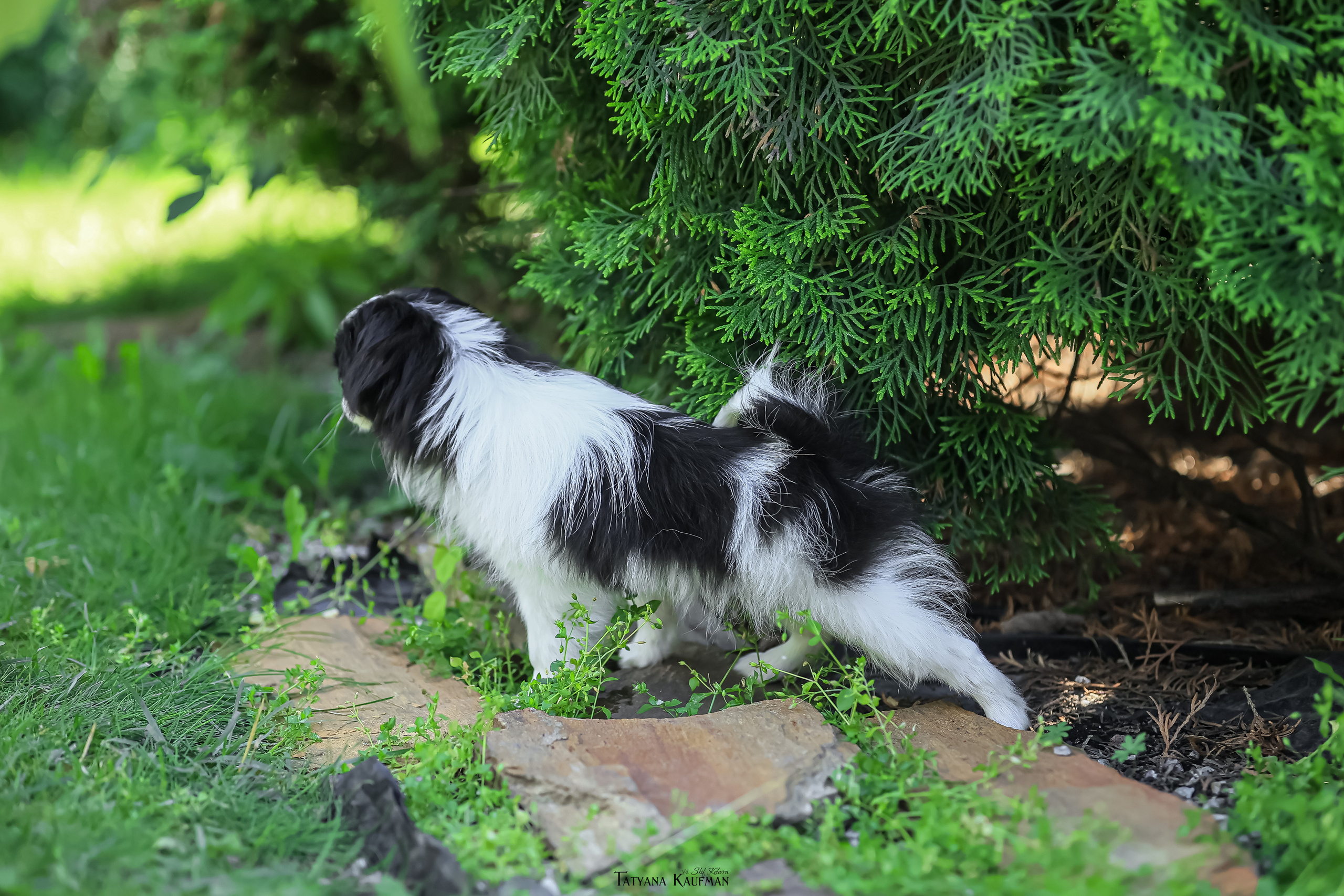 Японский хин, фотография японский хин, собака в цветах, красивая собака, фотограф анималист, фотокурс Анималистика, научиться фотографировать собак, фотограф Новосибирск