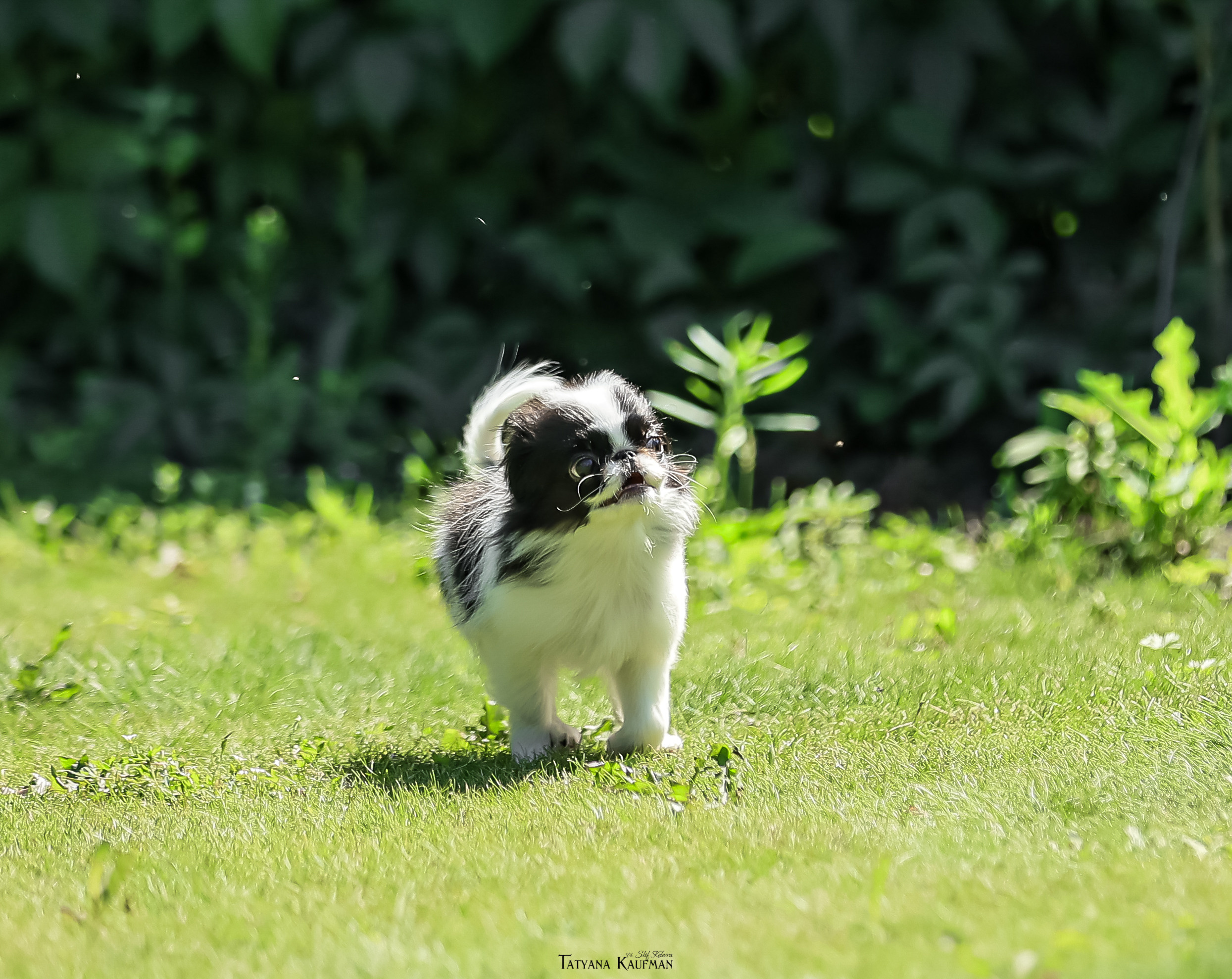 Японский хин, фотография японский хин, собака в цветах, красивая собака, фотограф анималист, фотокурс Анималистика, научиться фотографировать собак, фотограф Новосибирск