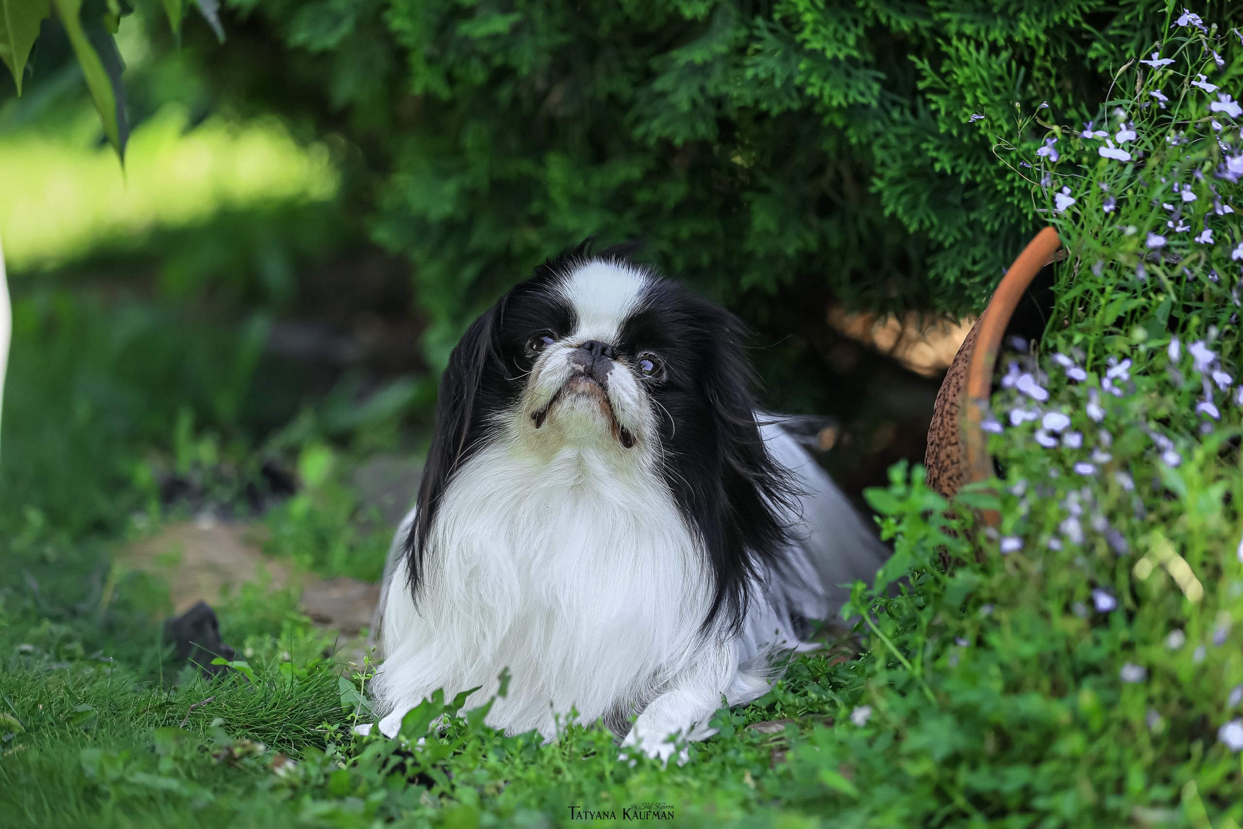 Японский хин, фотография японский хин, собака в цветах, красивая собака, фотограф анималист, фотокурс Анималистика, научиться фотографировать собак, фотограф Новосибирск