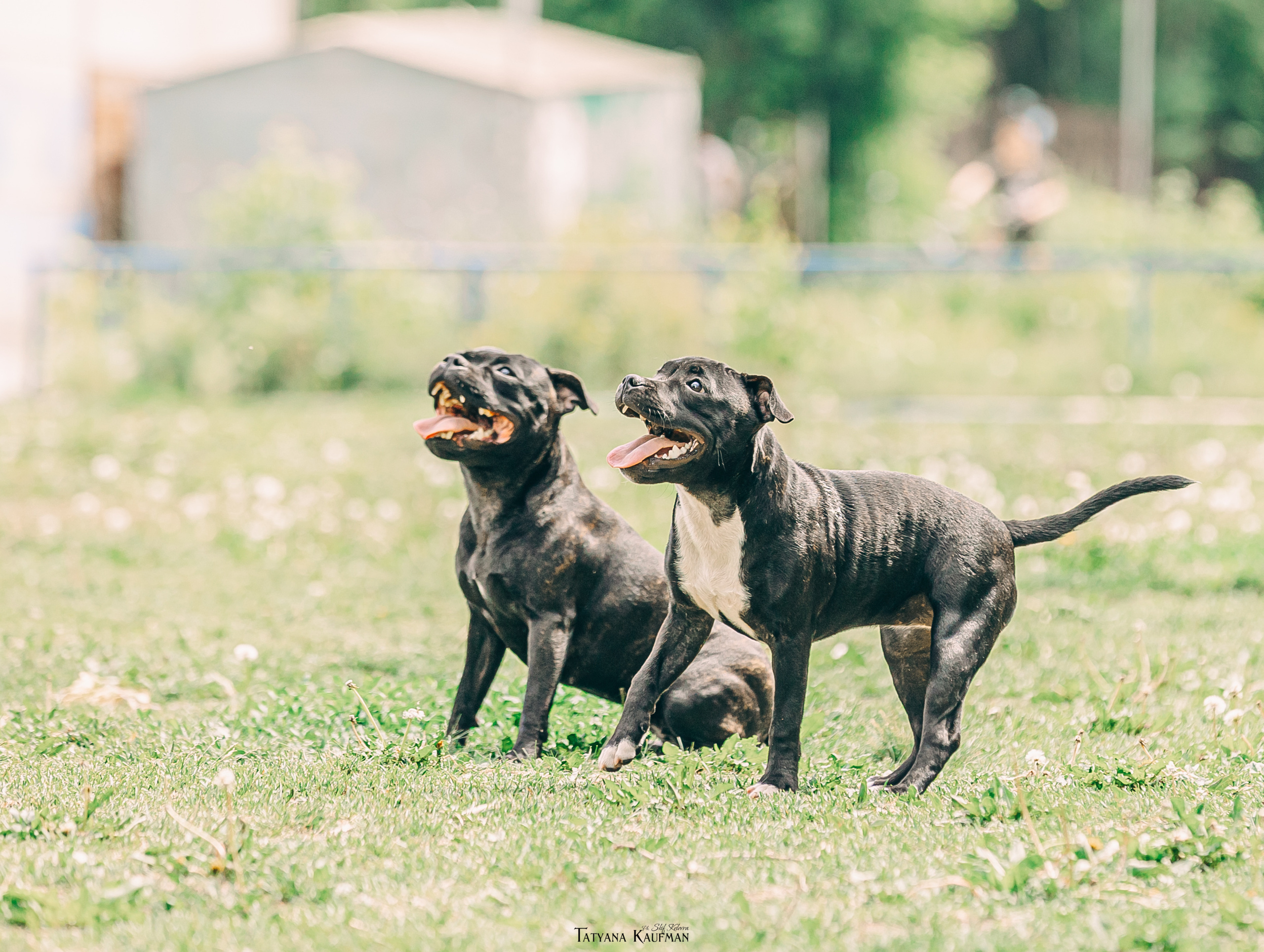 Фотосъемка стаффи. Фотограф Анималист из Новосибирска Татьяна Кауфман