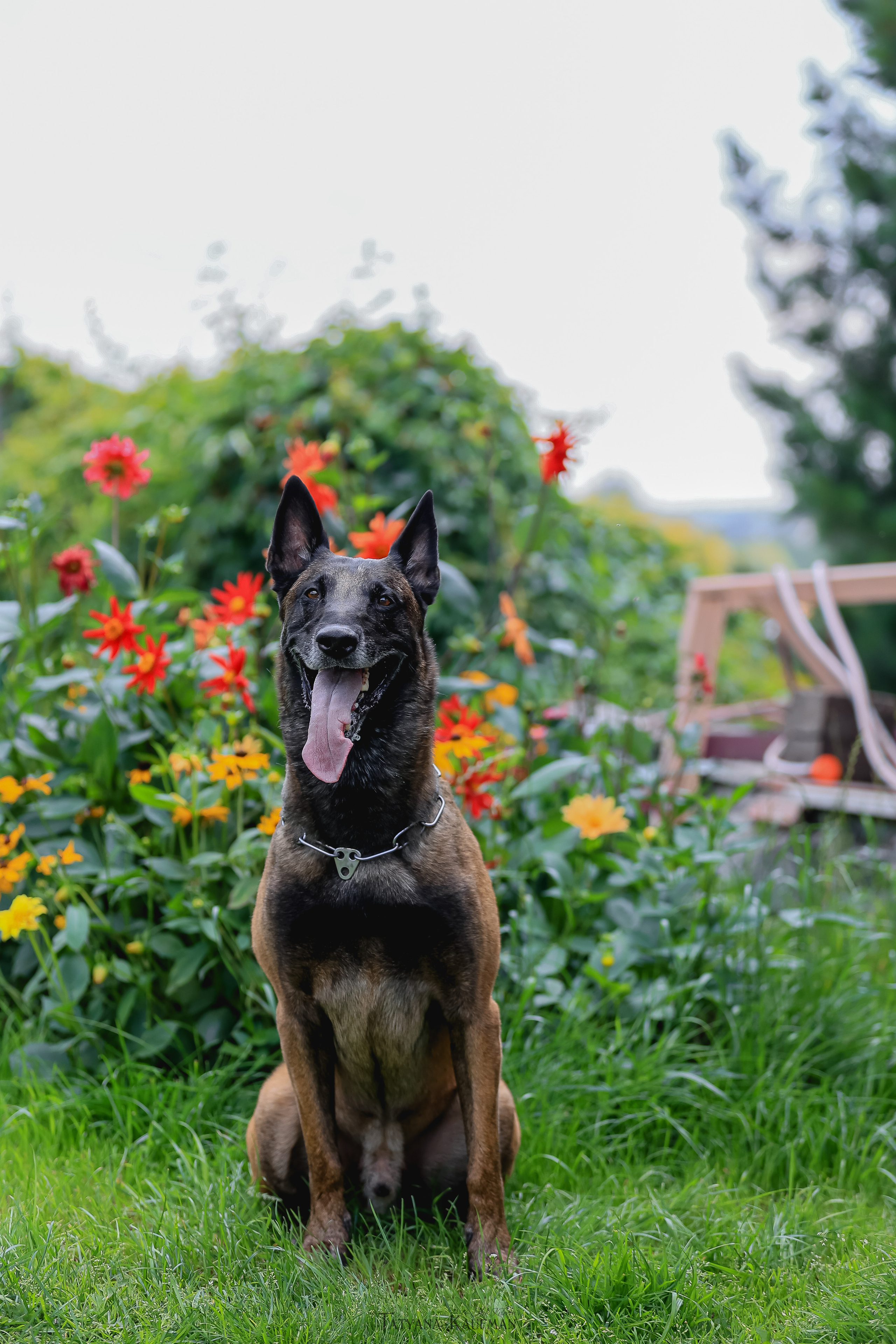 Фотосессия Малинуа. Фотограф Анималист из Новосибирска Татьяна Кауфман