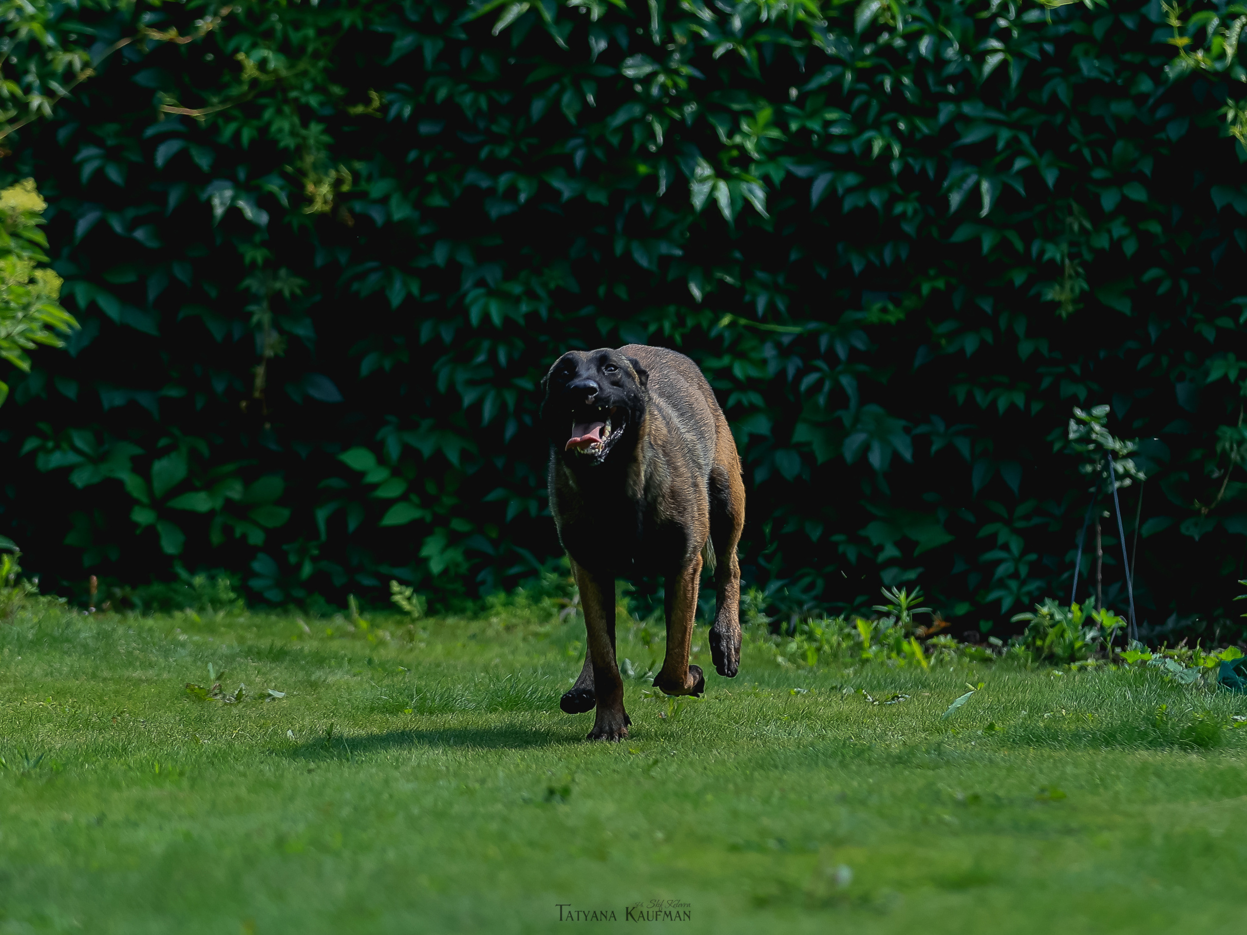 Фотосессия Малинуа. Фотограф Анималист из Новосибирска Татьяна Кауфман