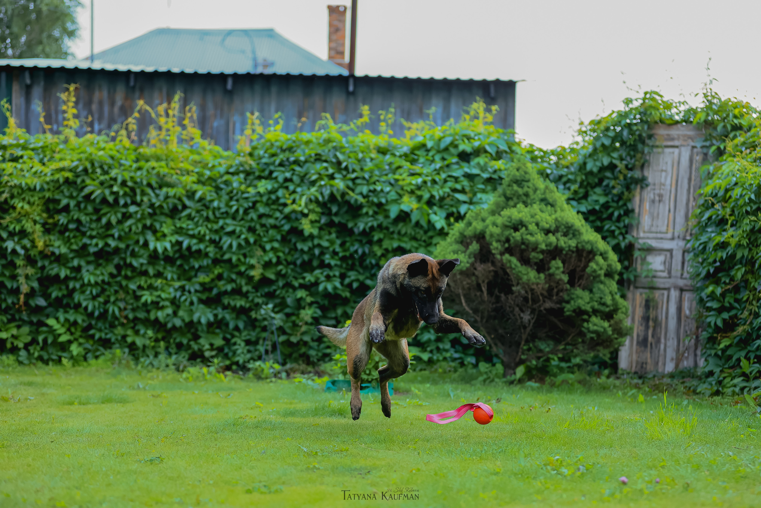 Фотосессия Малинуа. Фотограф Анималист из Новосибирска Татьяна Кауфман