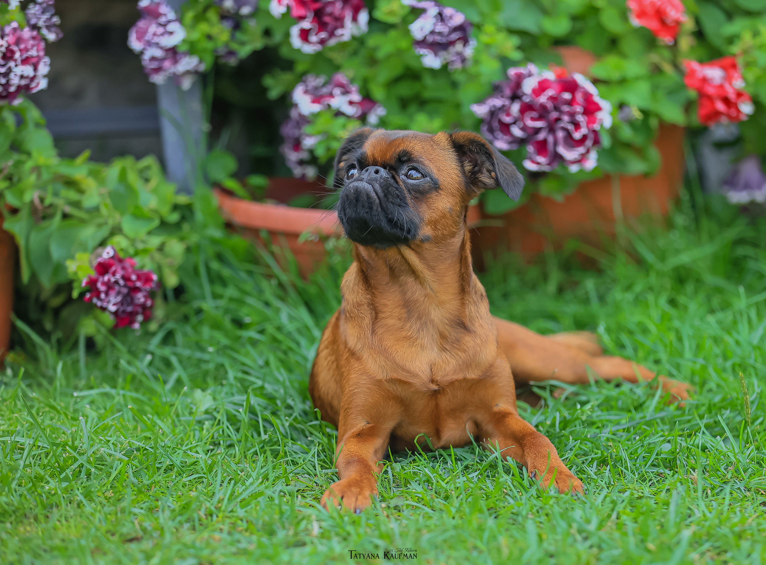 Малый брабансон, фотография брабансон, красивая собака, фотограф анималист, фотокурс Анималистика, научиться фотографировать собак, фотограф Новосибирск