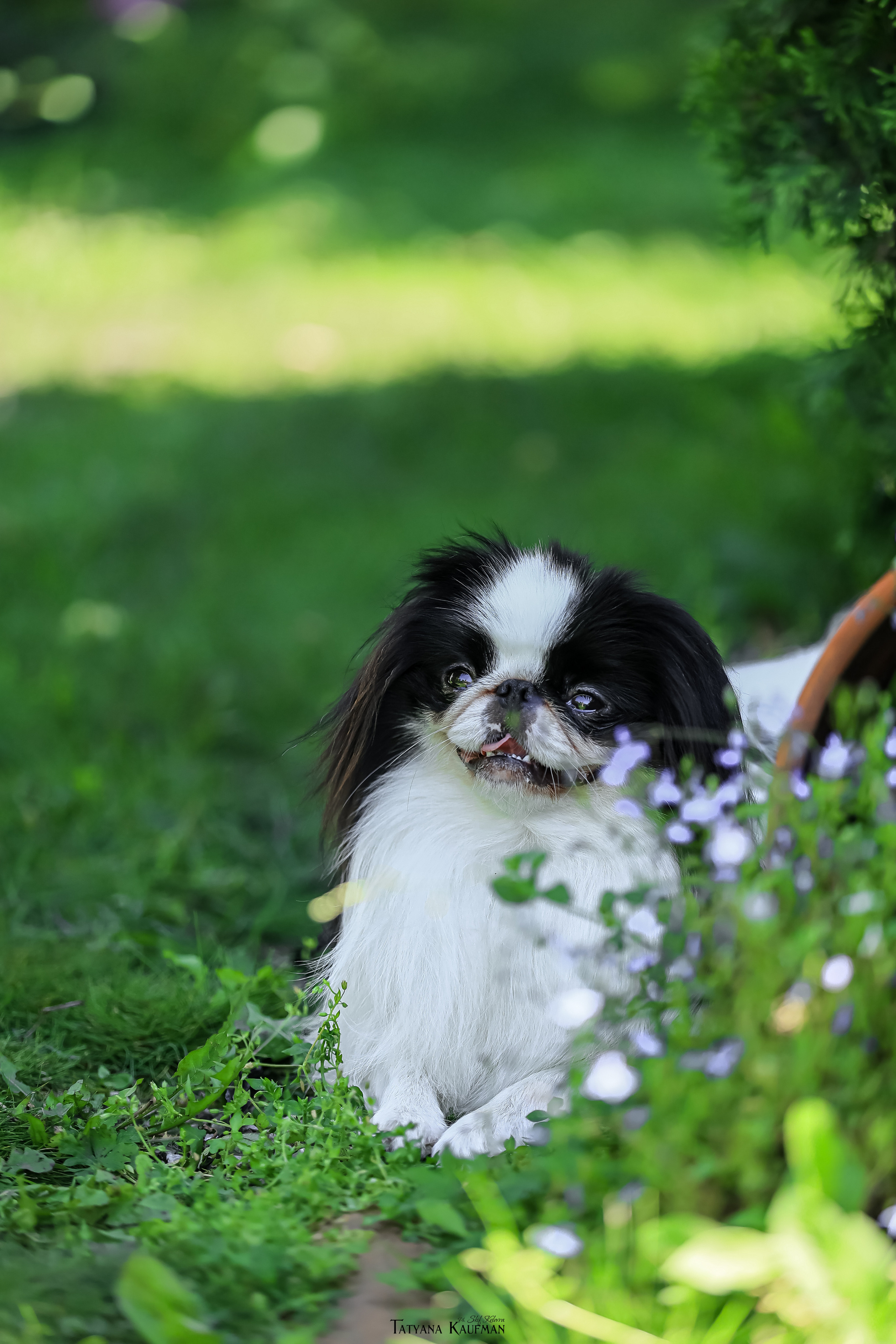 Японский хин, фотография японский хин, собака в цветах, красивая собака, фотограф анималист, фотокурс Анималистика, научиться фотографировать собак, фотограф Новосибирск