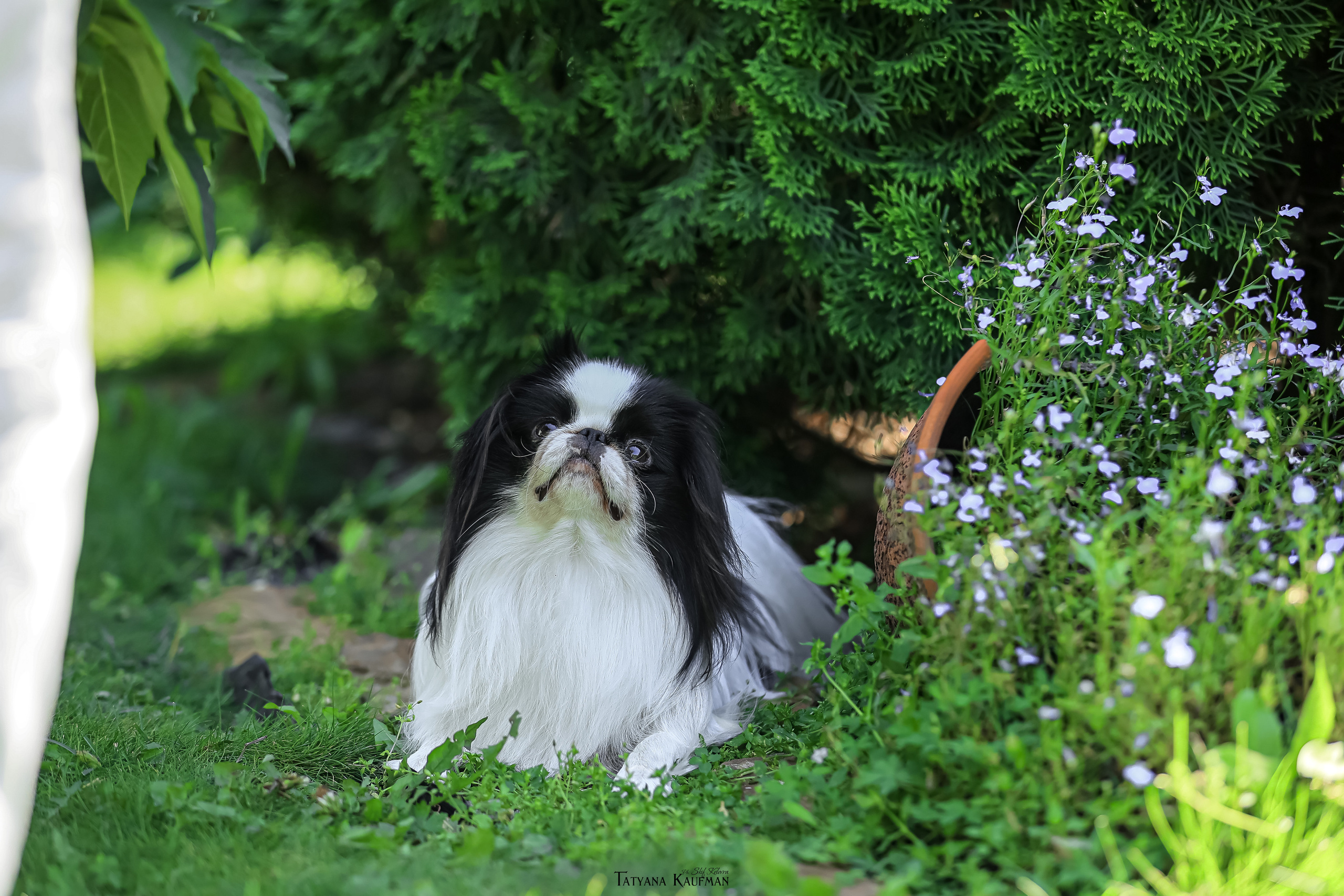 Японский хин, фотография японский хин, собака в цветах, красивая собака, фотограф анималист, фотокурс Анималистика, научиться фотографировать собак, фотограф Новосибирск