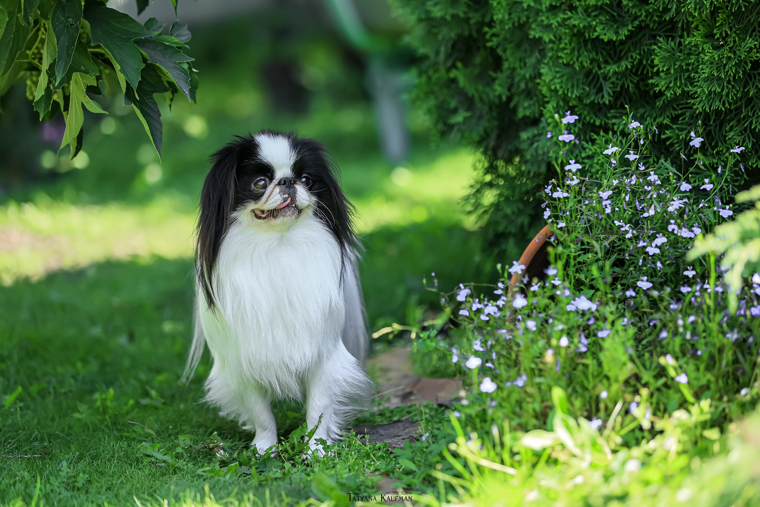 Японский хин, фотография японский хин, собака в цветах, красивая собака, фотограф анималист, фотокурс Анималистика, научиться фотографировать собак, фотограф Новосибирск