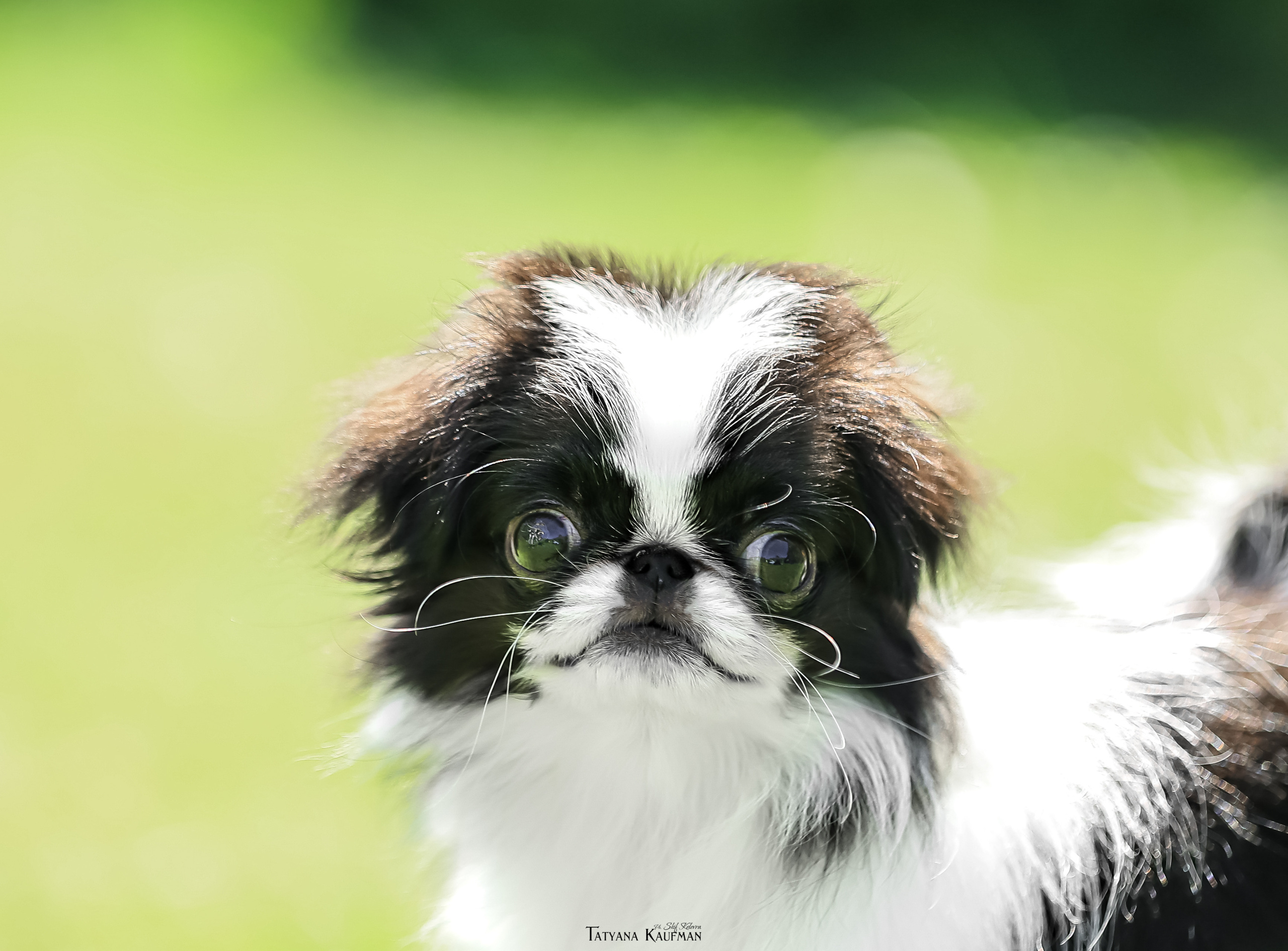 Японский хин, фотография японский хин, собака в цветах, красивая собака, фотограф анималист, фотокурс Анималистика, научиться фотографировать собак, фотограф Новосибирск