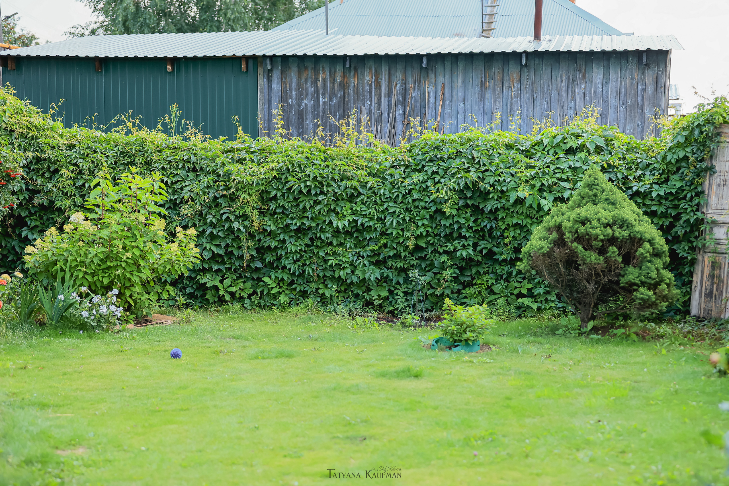 Фотосессия Малинуа. Фотограф Анималист из Новосибирска Татьяна Кауфман