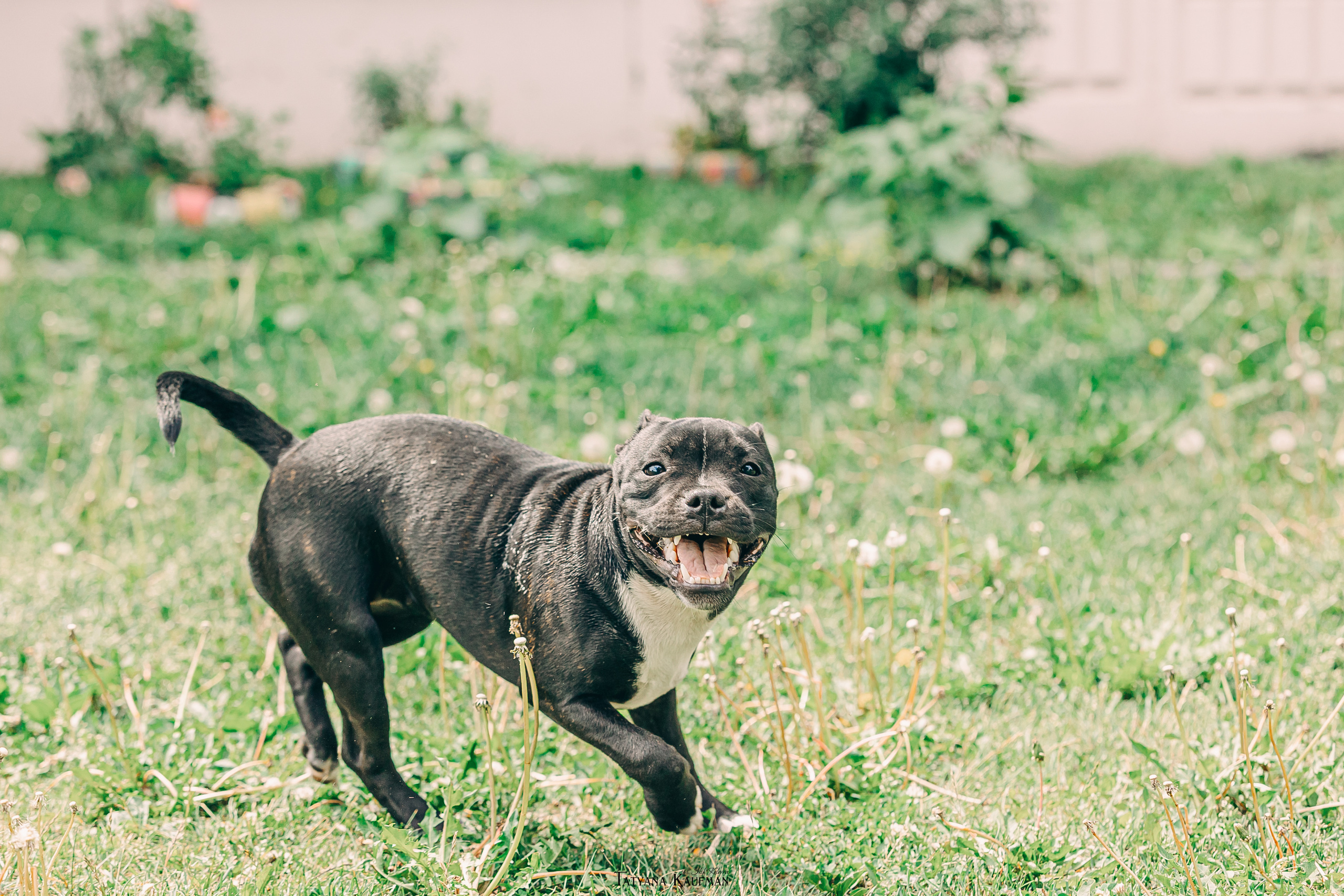 Фотосъемка стаффи. Фотограф Анималист из Новосибирска Татьяна Кауфман