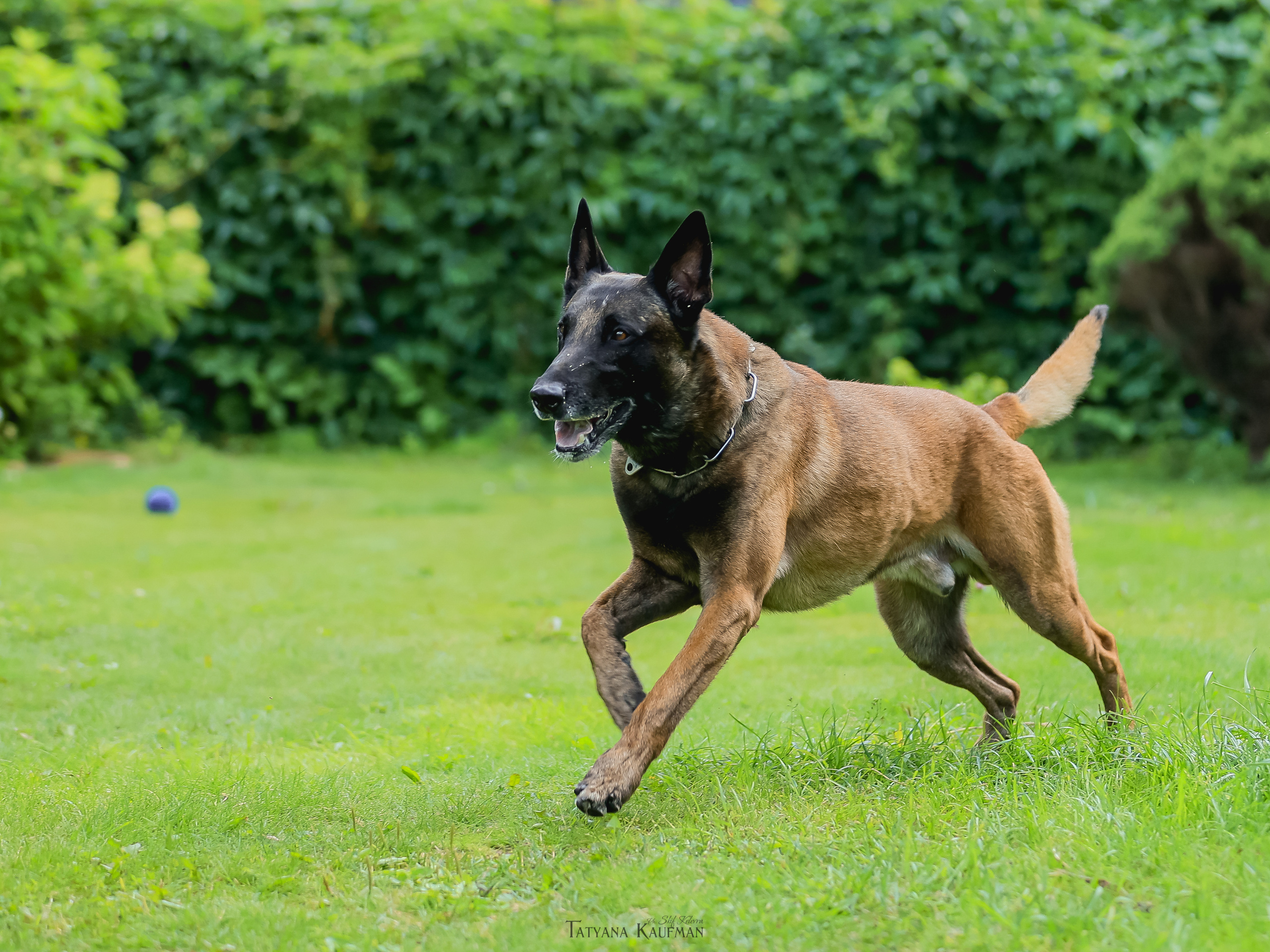Фотосессия Малинуа. Фотограф Анималист из Новосибирска Татьяна Кауфман