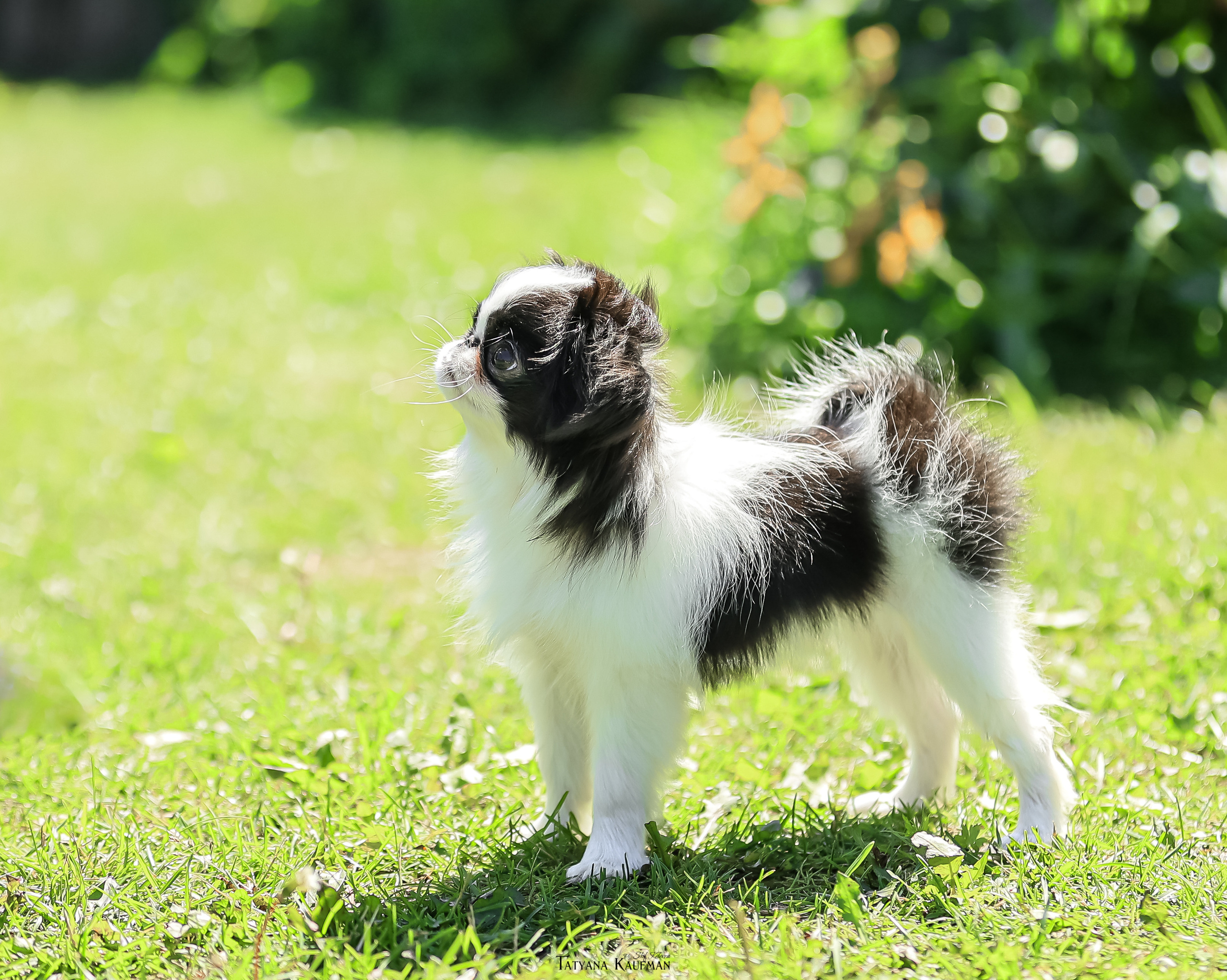 Японский хин, фотография японский хин, собака в цветах, красивая собака, фотограф анималист, фотокурс Анималистика, научиться фотографировать собак, фотограф Новосибирск