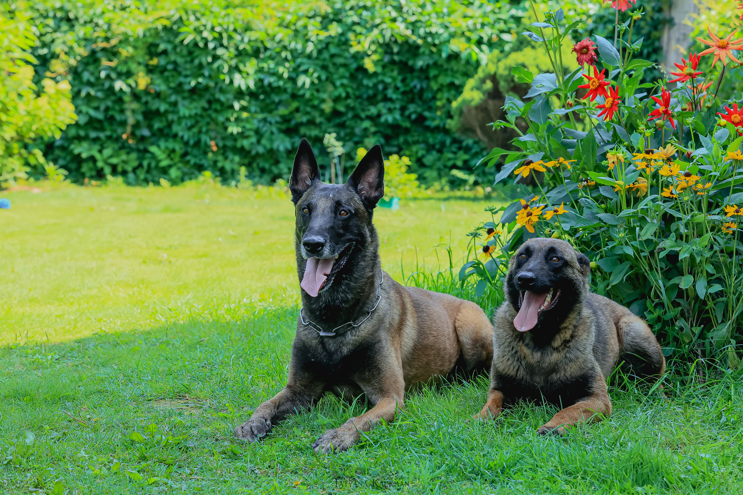 Фотосессия Малинуа. Фотограф Анималист из Новосибирска Татьяна Кауфман
