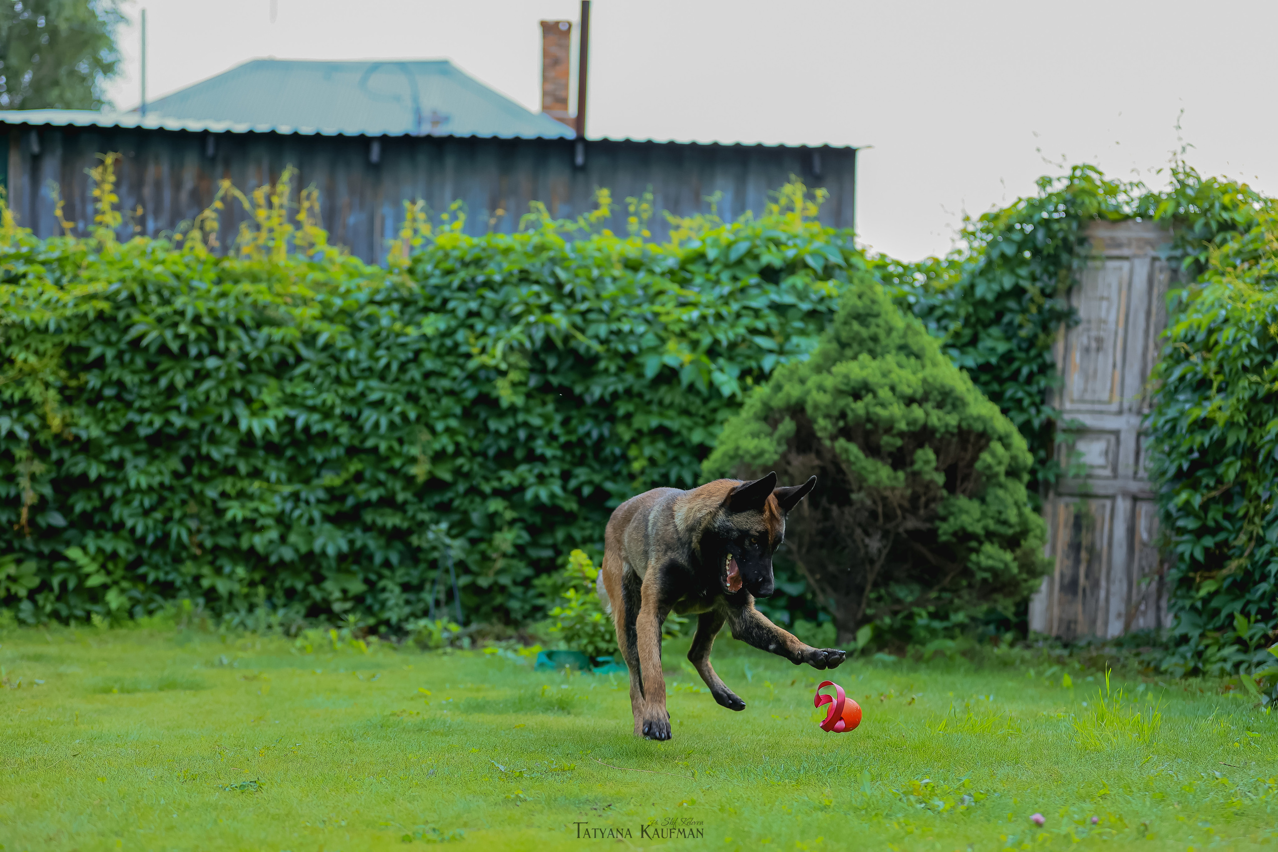 Фотосессия Малинуа. Фотограф Анималист из Новосибирска Татьяна Кауфман