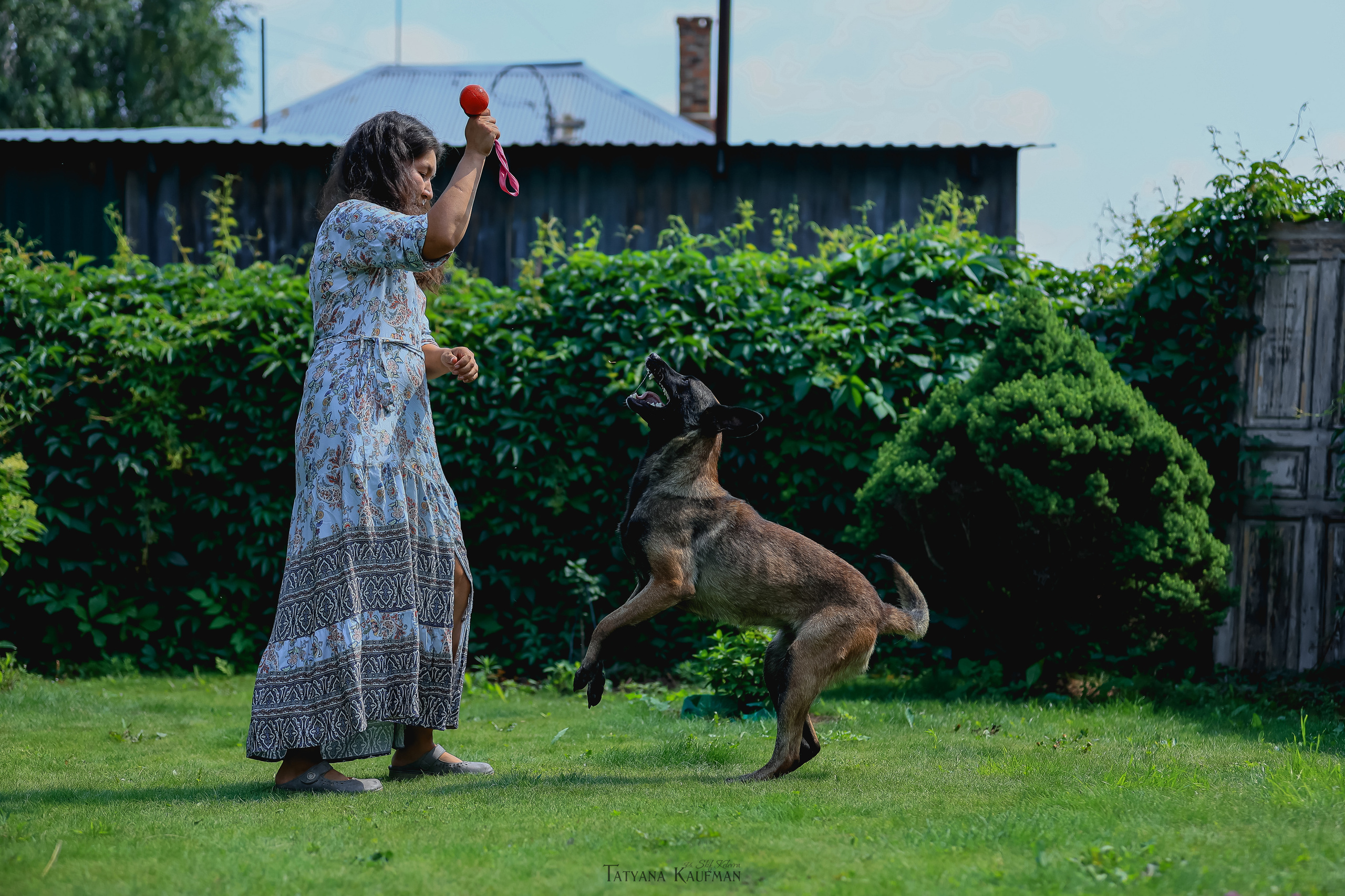 Фотосессия Малинуа. Фотограф Анималист из Новосибирска Татьяна Кауфман