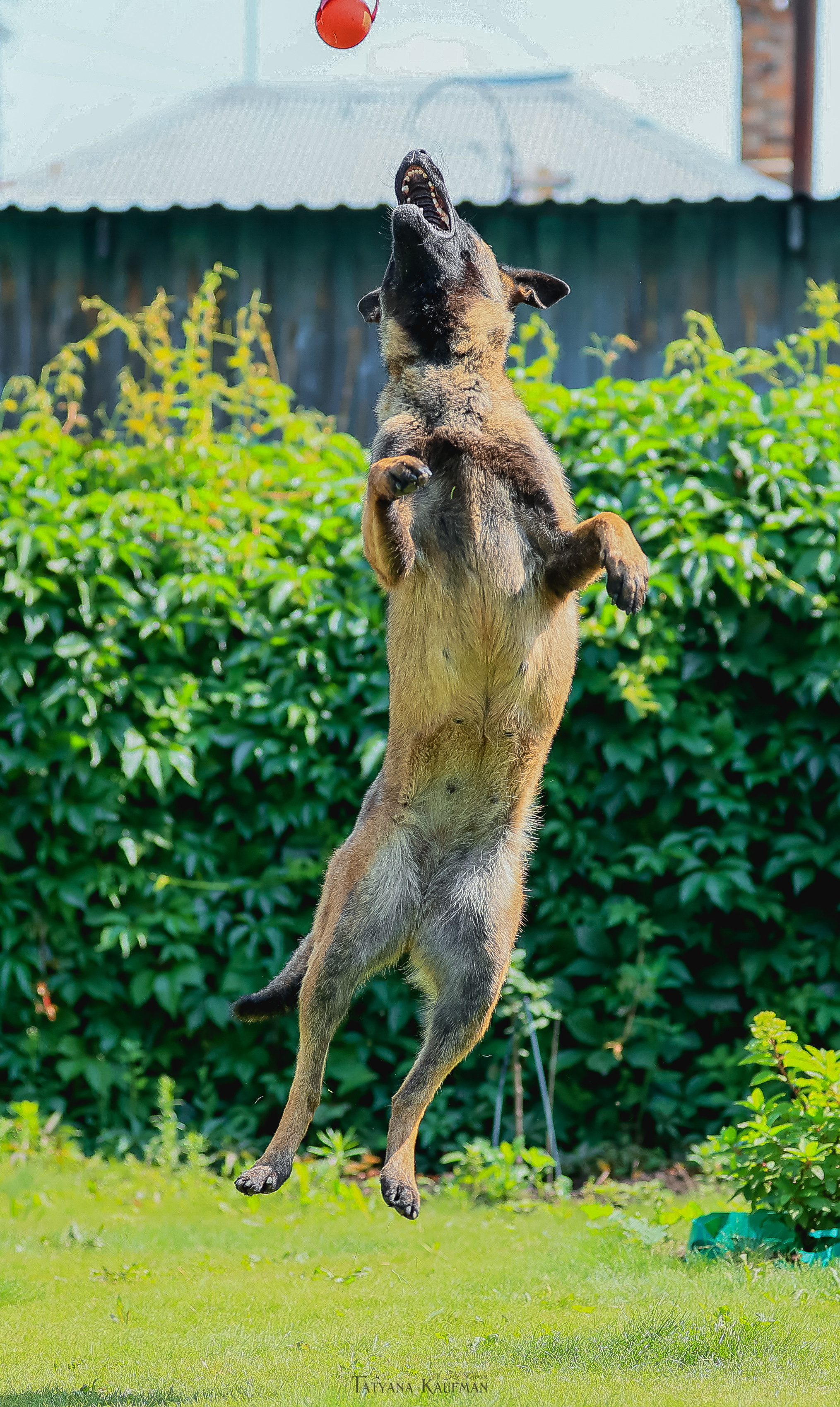 Фотосессия Малинуа. Фотограф Анималист из Новосибирска Татьяна Кауфман