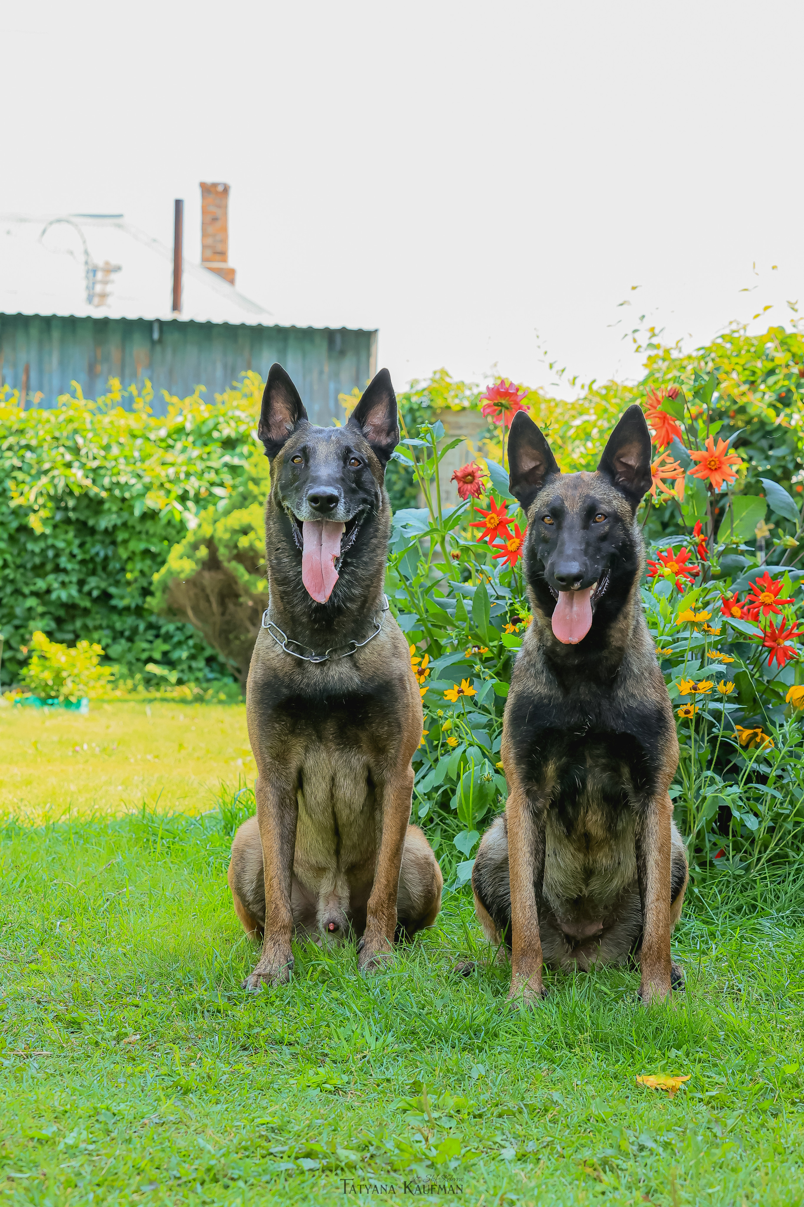Фотосессия Малинуа. Фотограф Анималист из Новосибирска Татьяна Кауфман