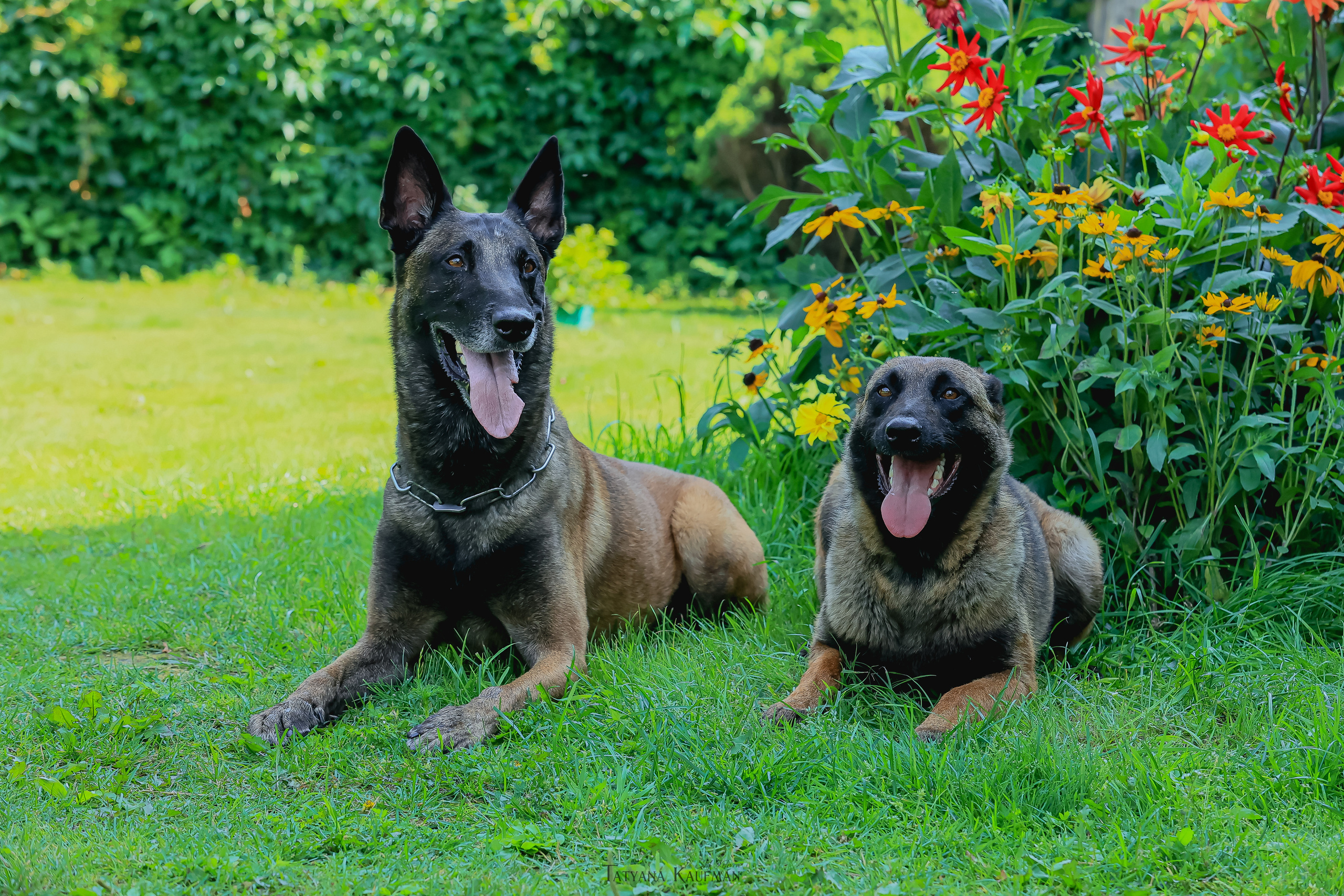 Фотосессия Малинуа. Фотограф Анималист из Новосибирска Татьяна Кауфман
