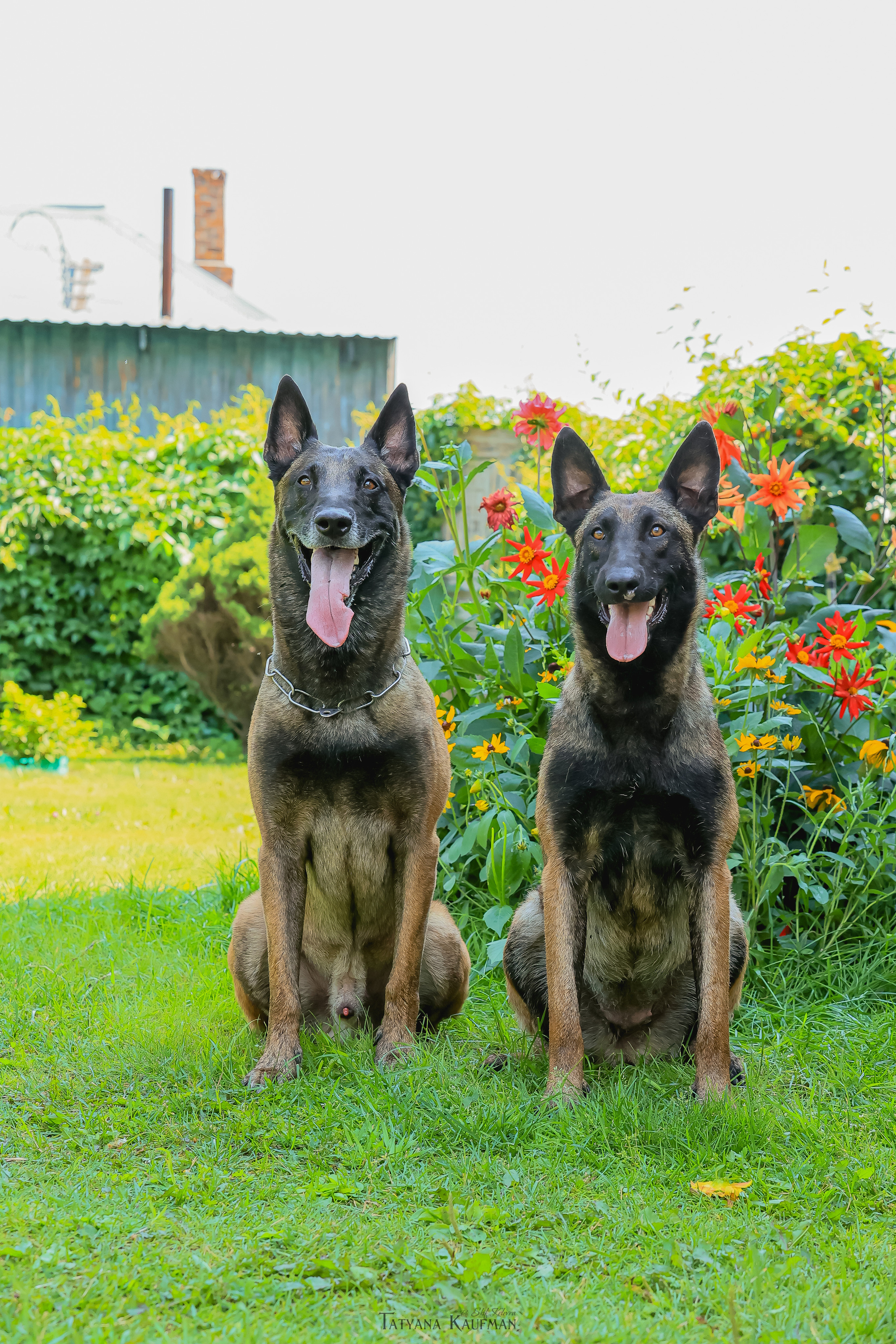 Фотосессия Малинуа. Фотограф Анималист из Новосибирска Татьяна Кауфман
