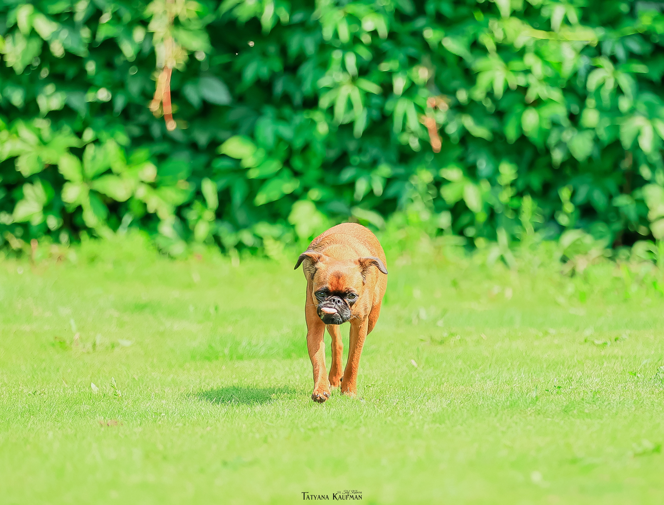 Малый брабансон, фотография брабансон, красивая собака, фотограф анималист, фотокурс Анималистика, научиться фотографировать собак, фотограф Новосибирск