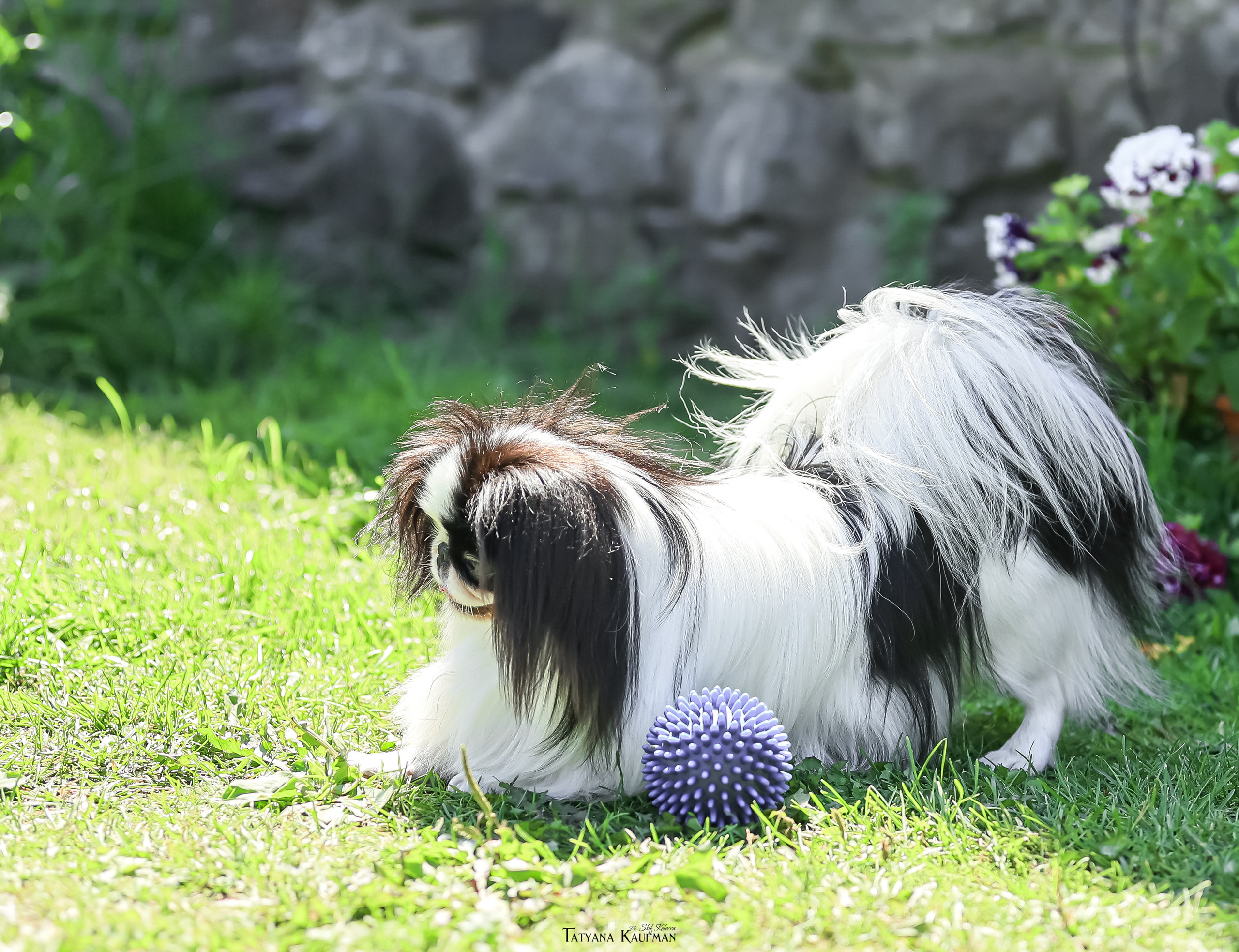 Японский хин, фотография японский хин, собака в цветах, красивая собака, фотограф анималист, фотокурс Анималистика, научиться фотографировать собак, фотограф Новосибирск