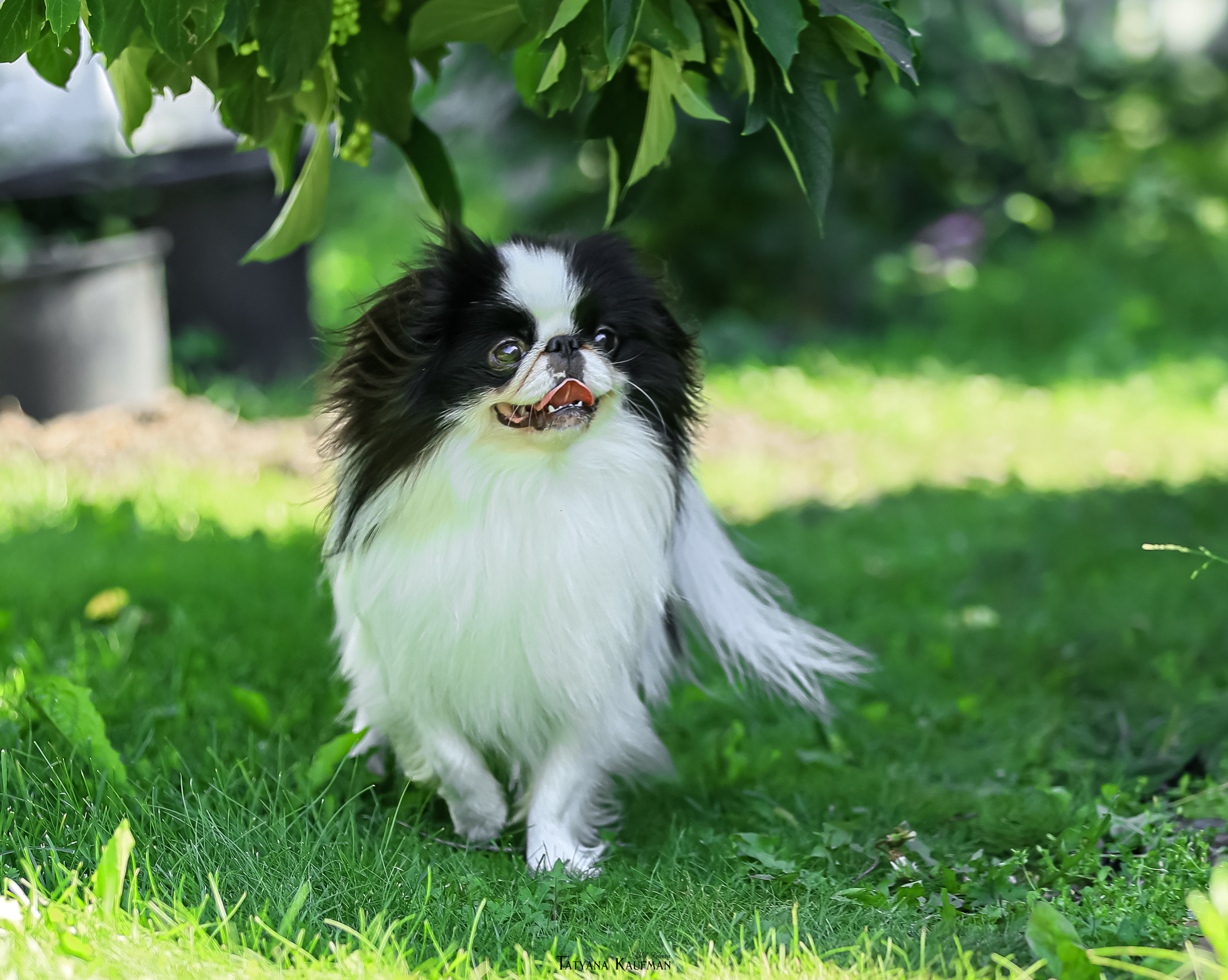 Японский хин, фотография японский хин, собака в цветах, красивая собака, фотограф анималист, фотокурс Анималистика, научиться фотографировать собак, фотограф Новосибирск