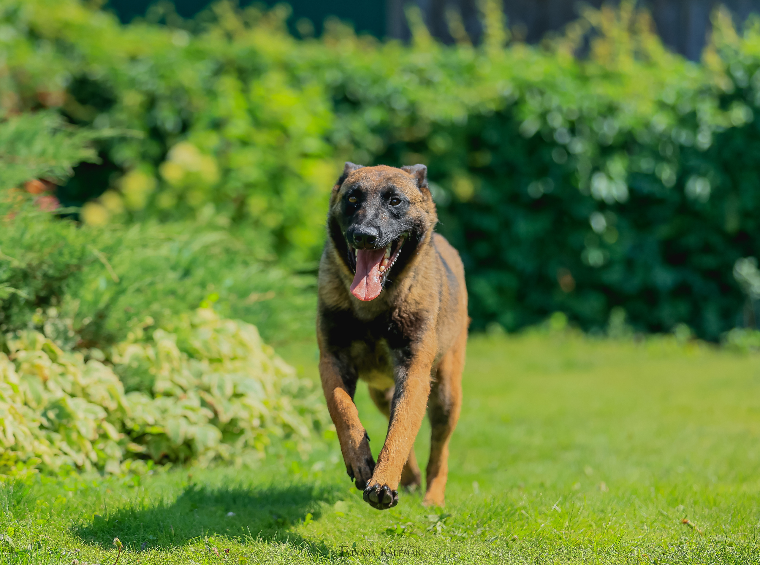 Фотосессия Малинуа. Фотограф Анималист из Новосибирска Татьяна Кауфман
