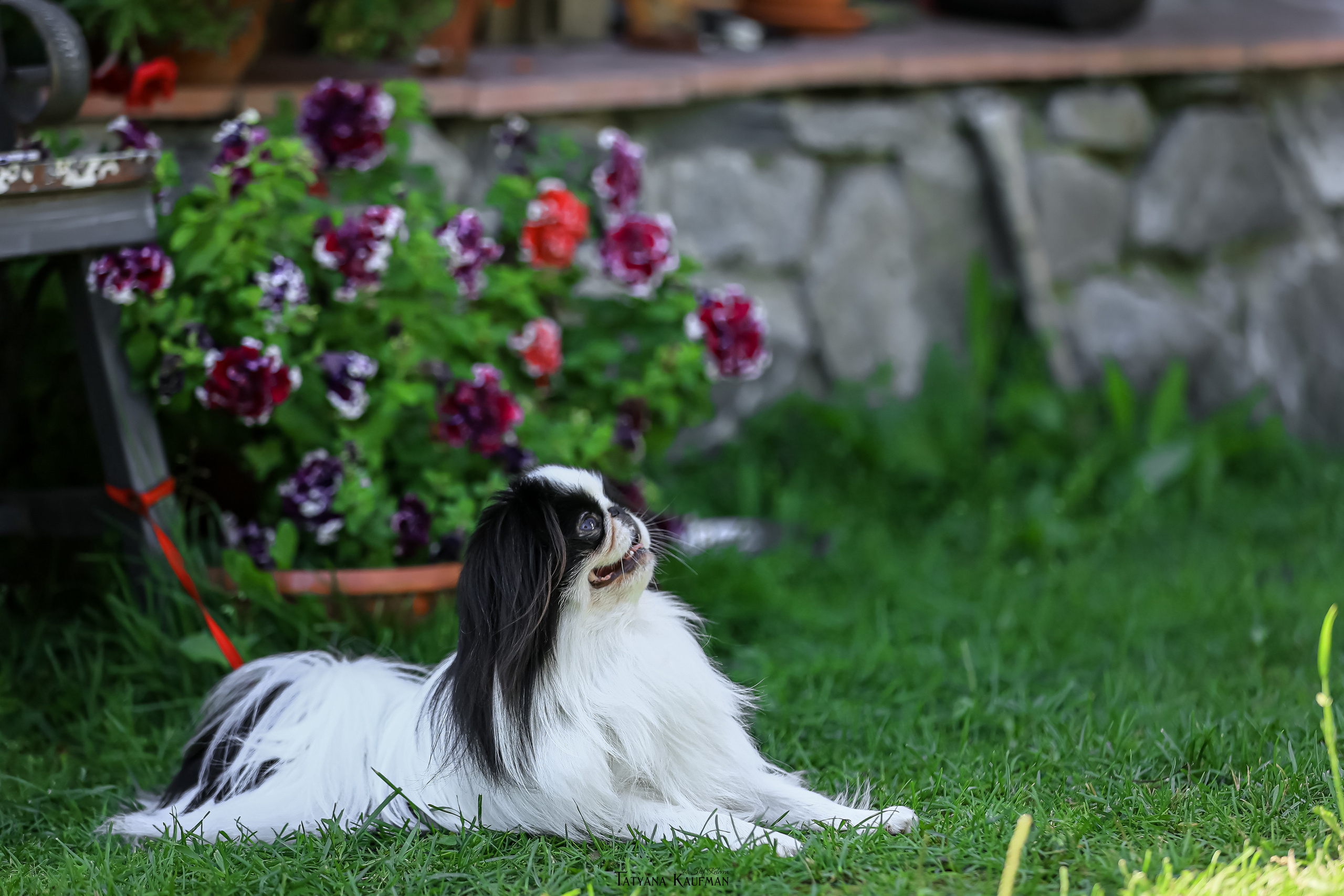 Японский хин, фотография японский хин, собака в цветах, красивая собака, фотограф анималист, фотокурс Анималистика, научиться фотографировать собак, фотограф Новосибирск