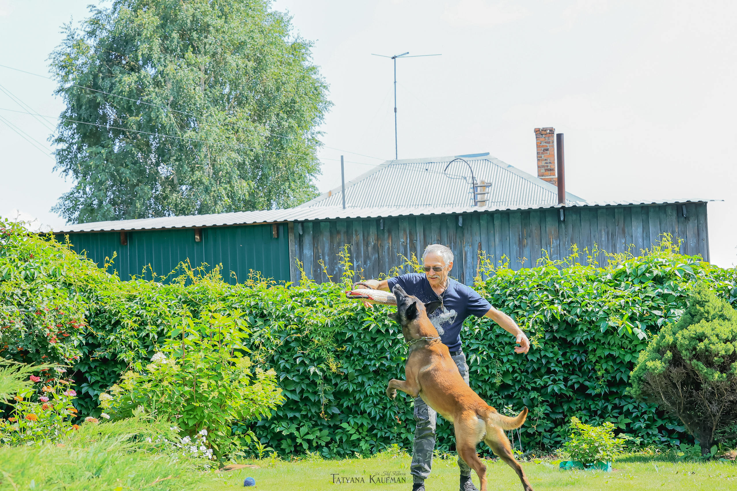 Фотосессия Малинуа. Фотограф Анималист из Новосибирска Татьяна Кауфман