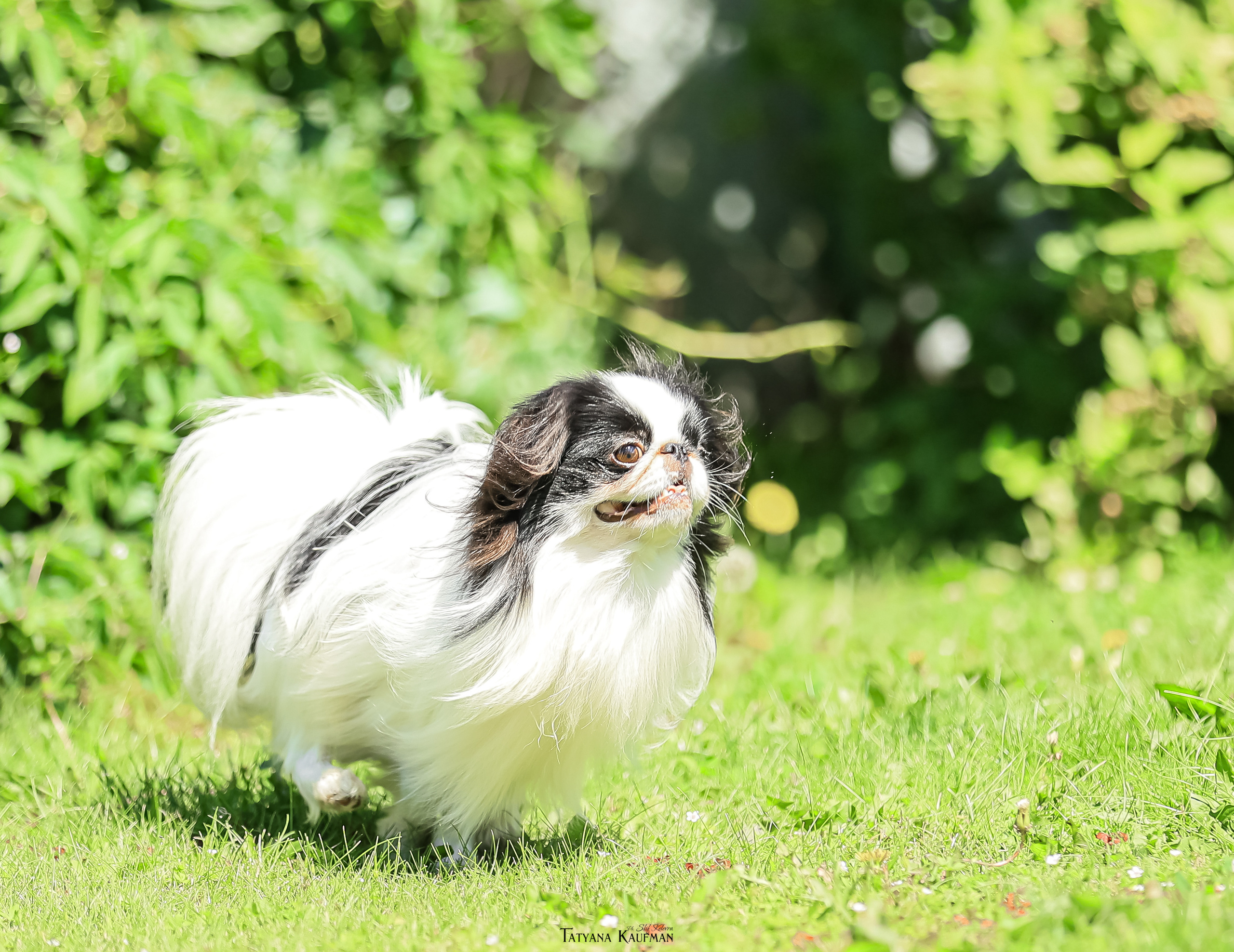Японский хин, фотография японский хин, собака в цветах, красивая собака, фотограф анималист, фотокурс Анималистика, научиться фотографировать собак, фотограф Новосибирск