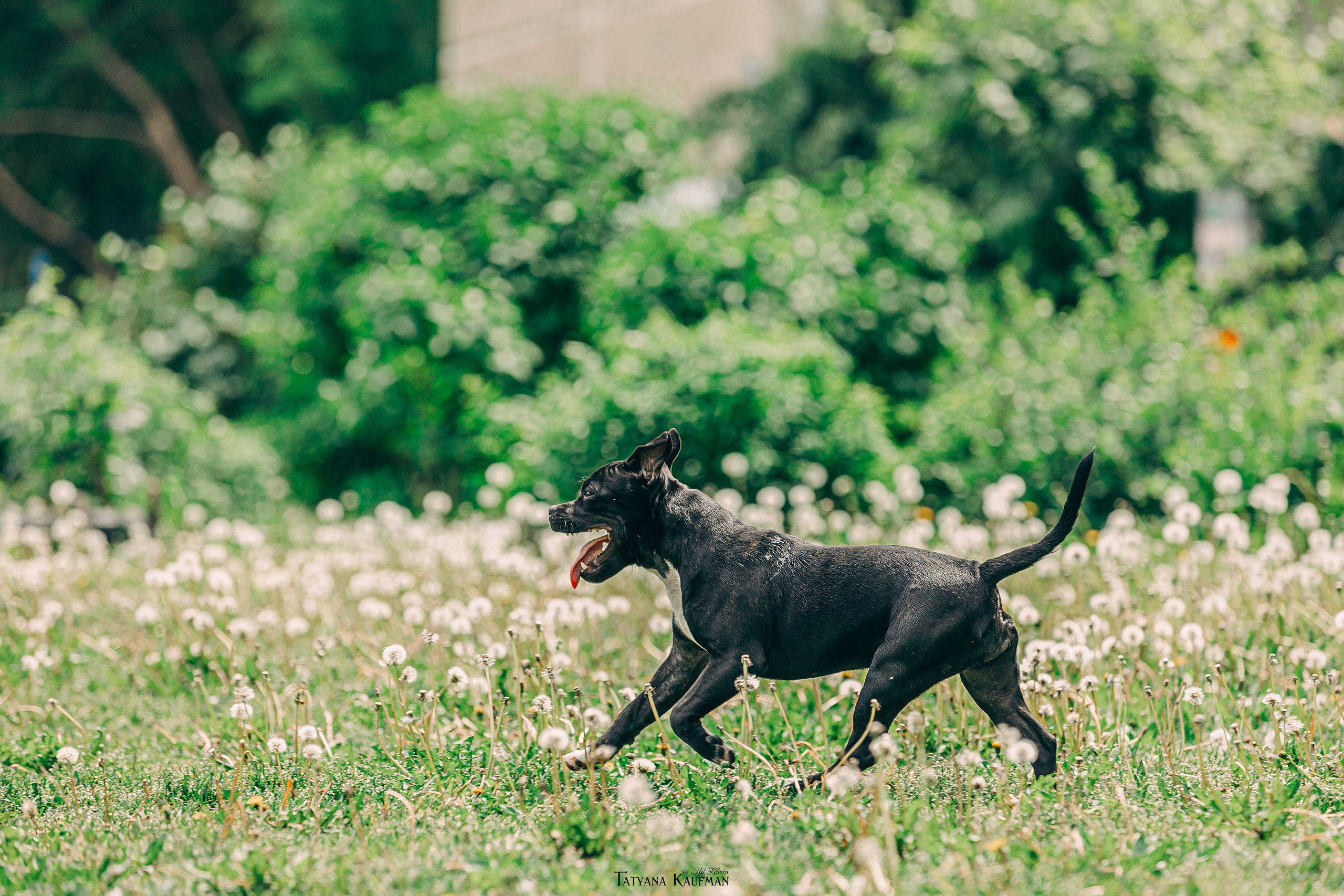 Фотосъемка стаффи. Фотограф Анималист из Новосибирска Татьяна Кауфман