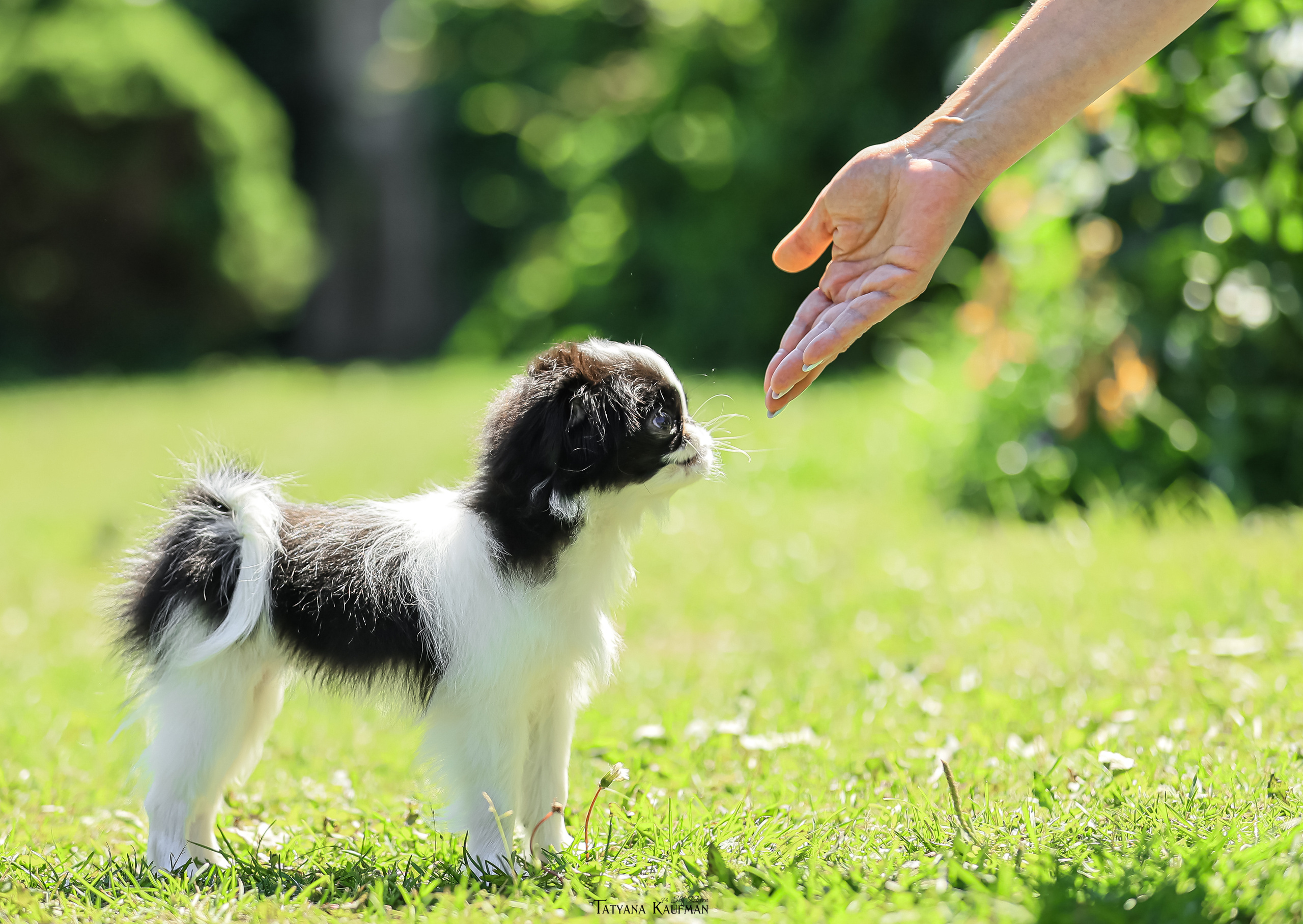 Японский хин, фотография японский хин, собака в цветах, красивая собака, фотограф анималист, фотокурс Анималистика, научиться фотографировать собак, фотограф Новосибирск