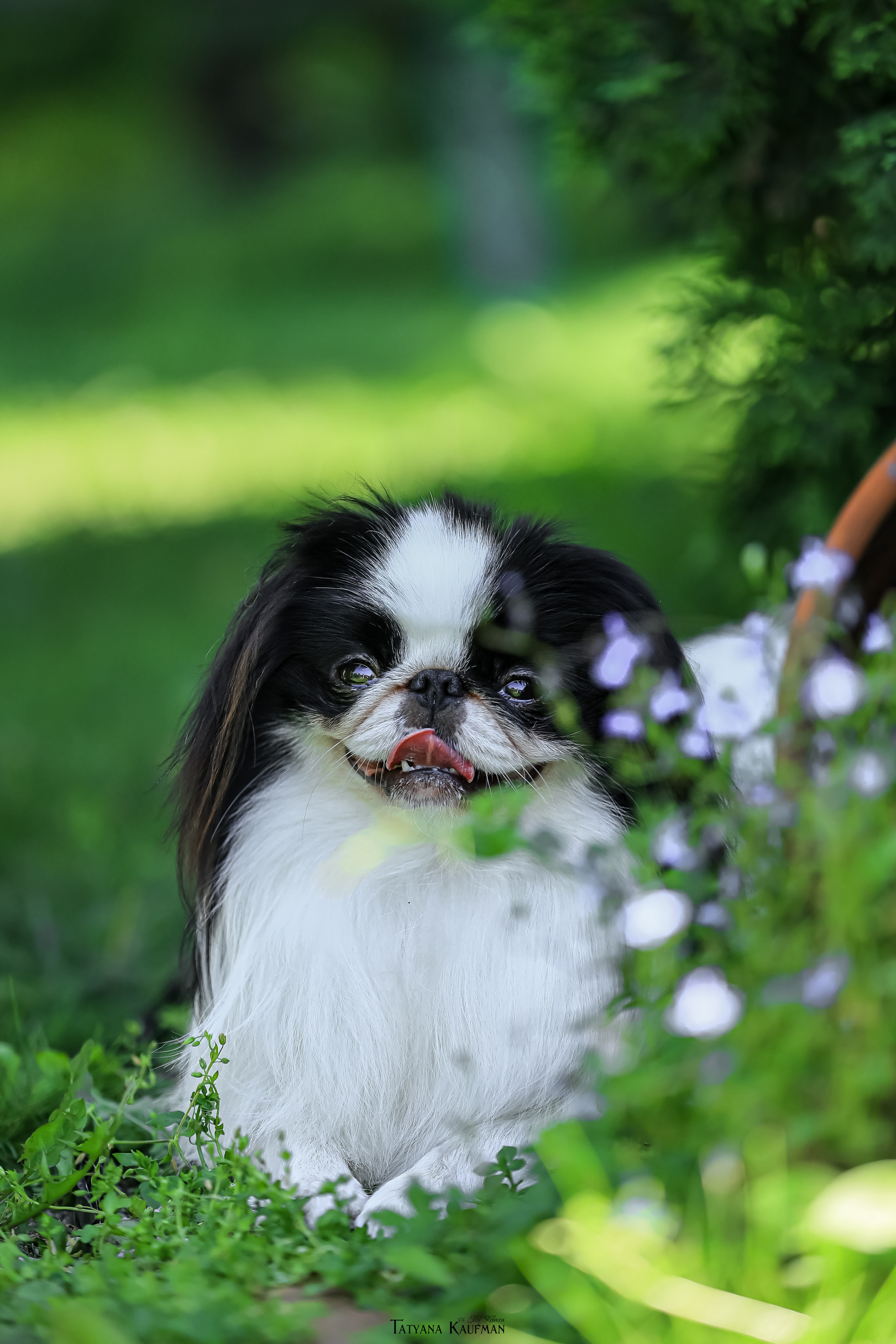 Японский хин, фотография японский хин, собака в цветах, красивая собака, фотограф анималист, фотокурс Анималистика, научиться фотографировать собак, фотограф Новосибирск