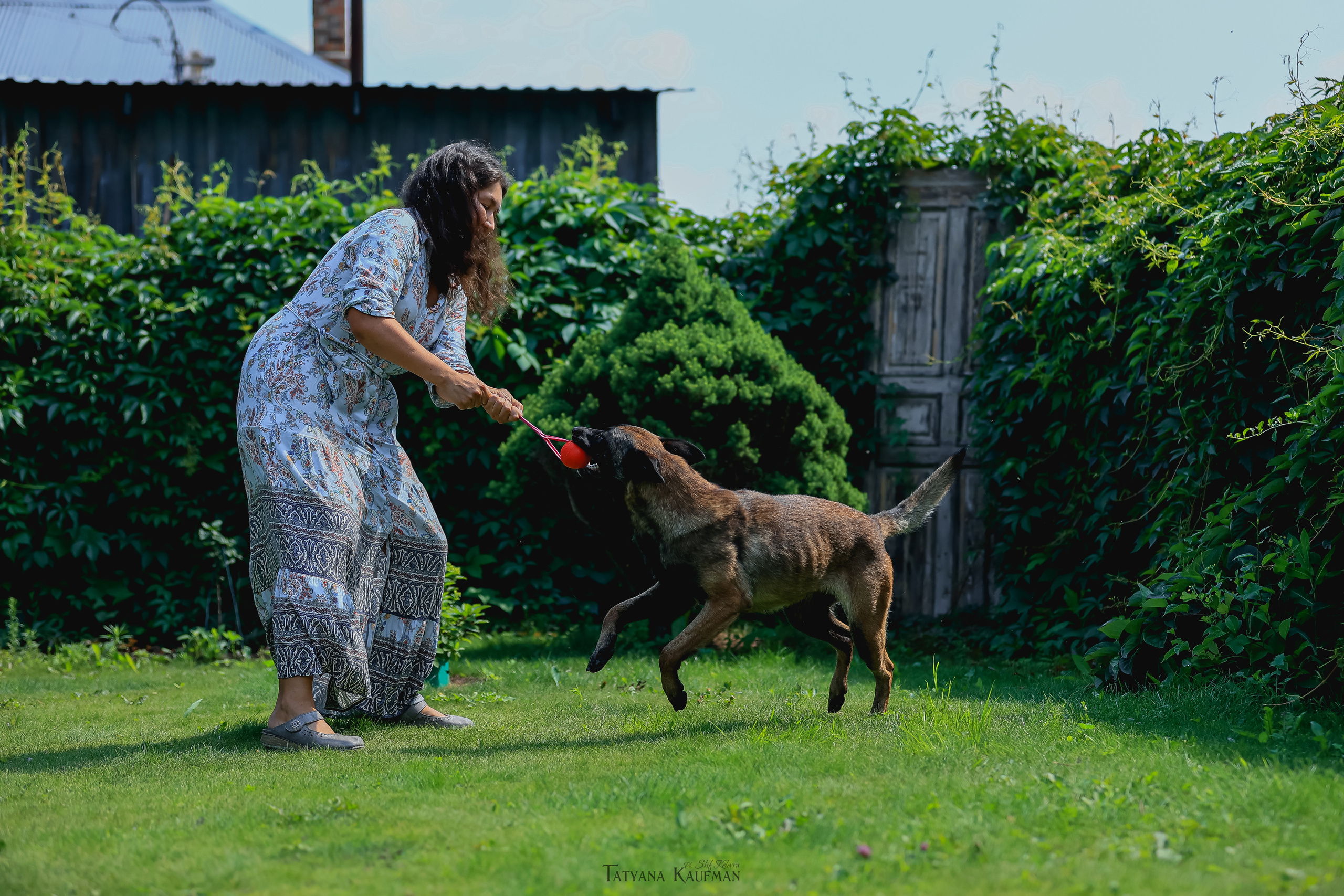 Фотосессия Малинуа. Фотограф Анималист из Новосибирска Татьяна Кауфман