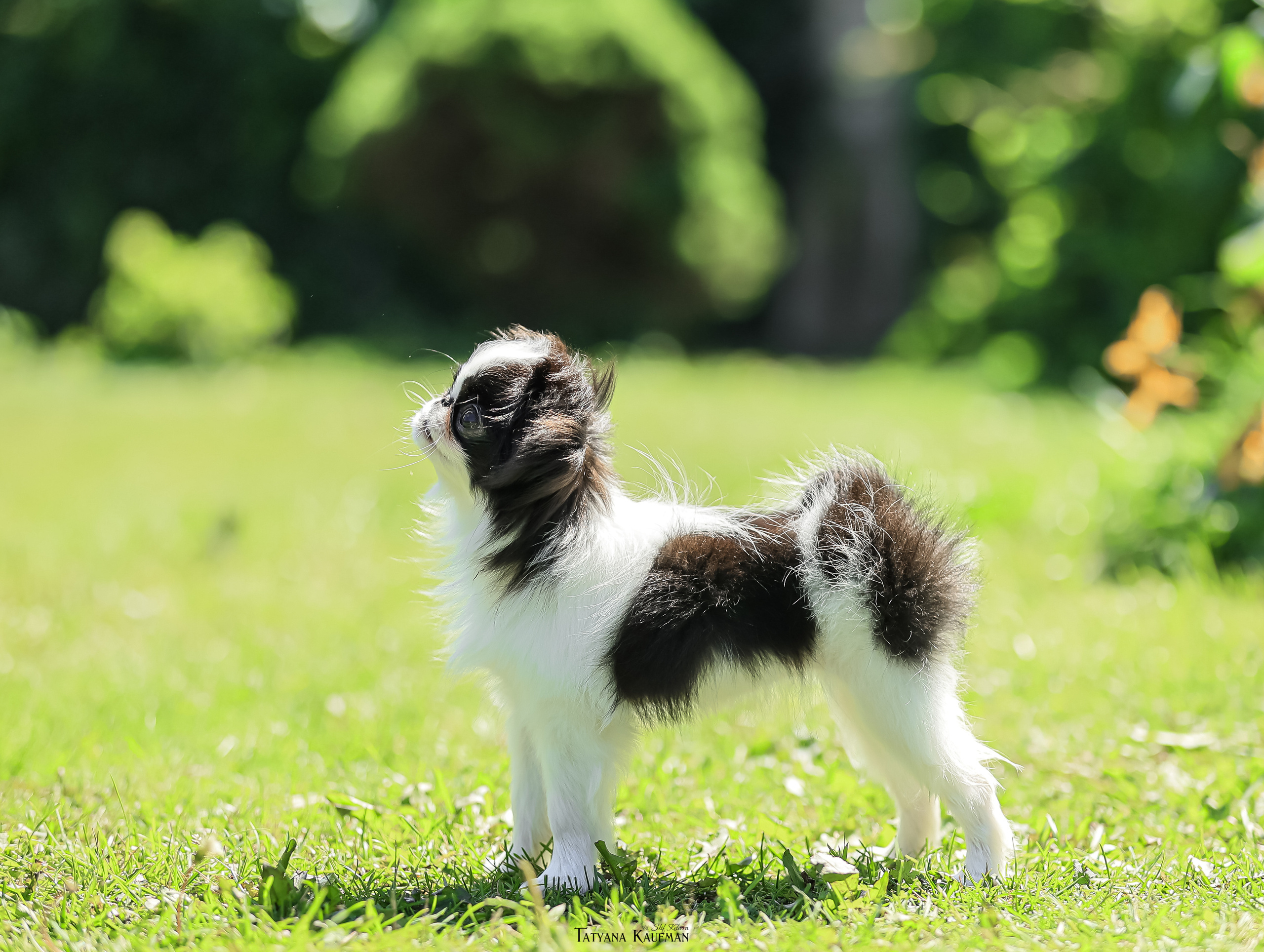 Японский хин, фотография японский хин, собака в цветах, красивая собака, фотограф анималист, фотокурс Анималистика, научиться фотографировать собак, фотограф Новосибирск