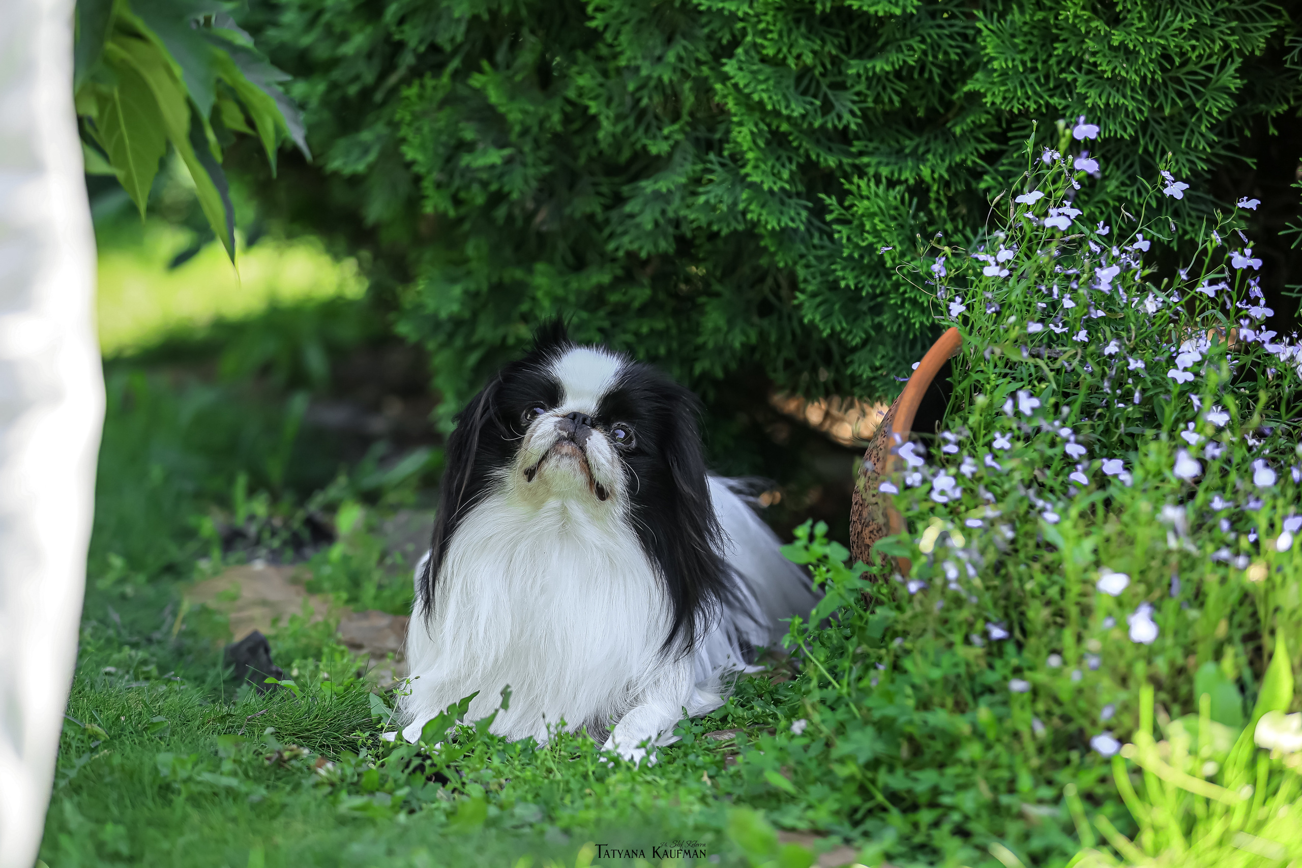 Японский хин, фотография японский хин, собака в цветах, красивая собака, фотограф анималист, фотокурс Анималистика, научиться фотографировать собак, фотограф Новосибирск