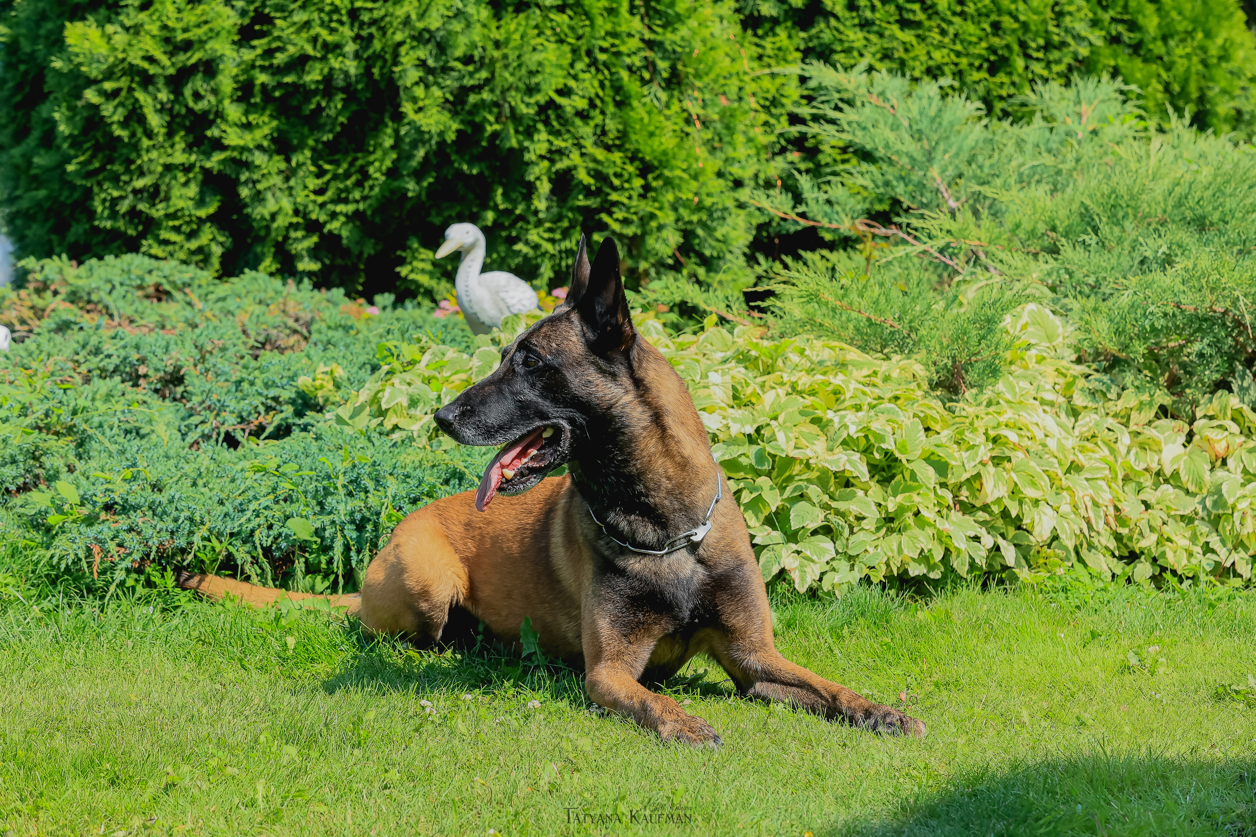 Фотосессия Малинуа. Фотограф Анималист из Новосибирска Татьяна Кауфман