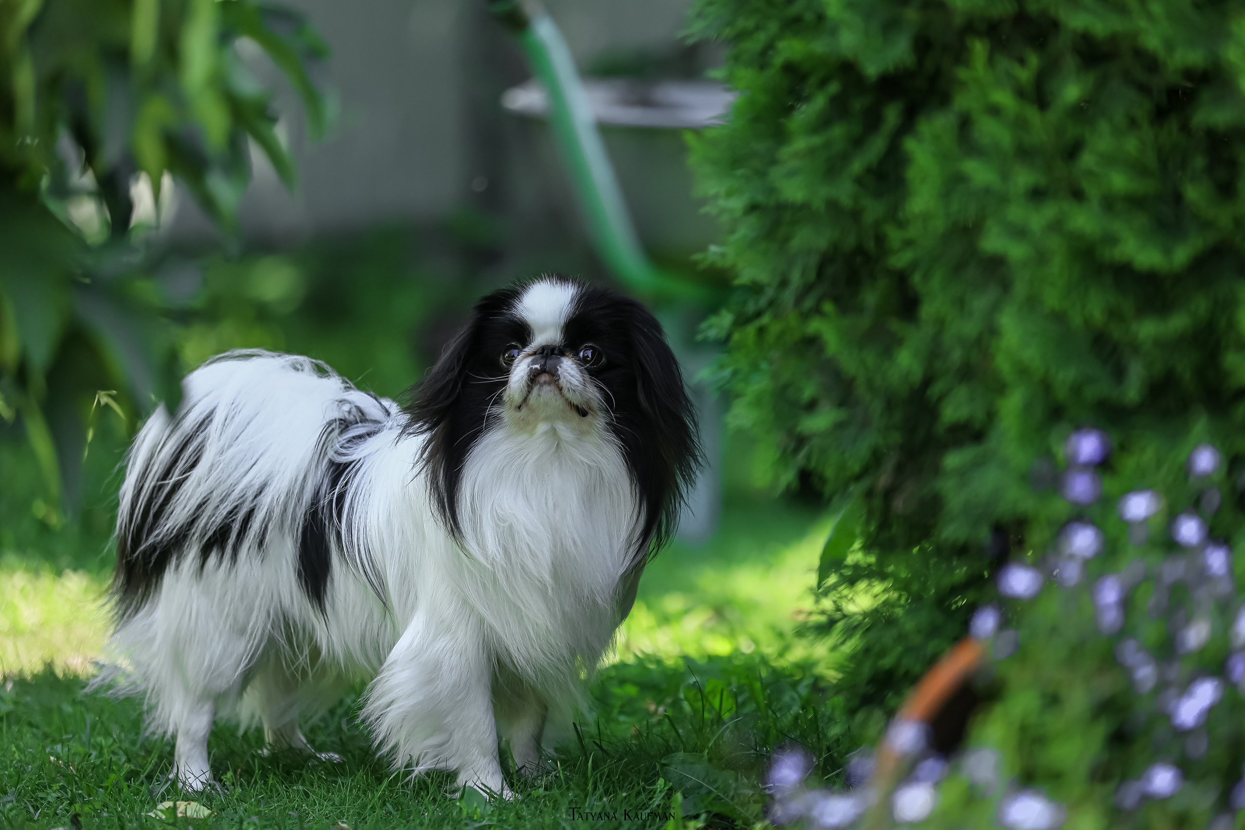 Японский хин, фотография японский хин, собака в цветах, красивая собака, фотограф анималист, фотокурс Анималистика, научиться фотографировать собак, фотограф Новосибирск