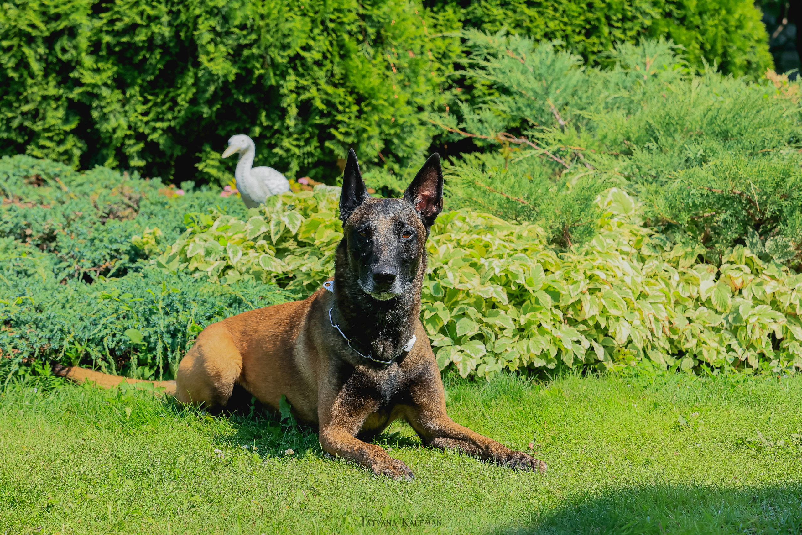 Фотосессия Малинуа. Фотограф Анималист из Новосибирска Татьяна Кауфман