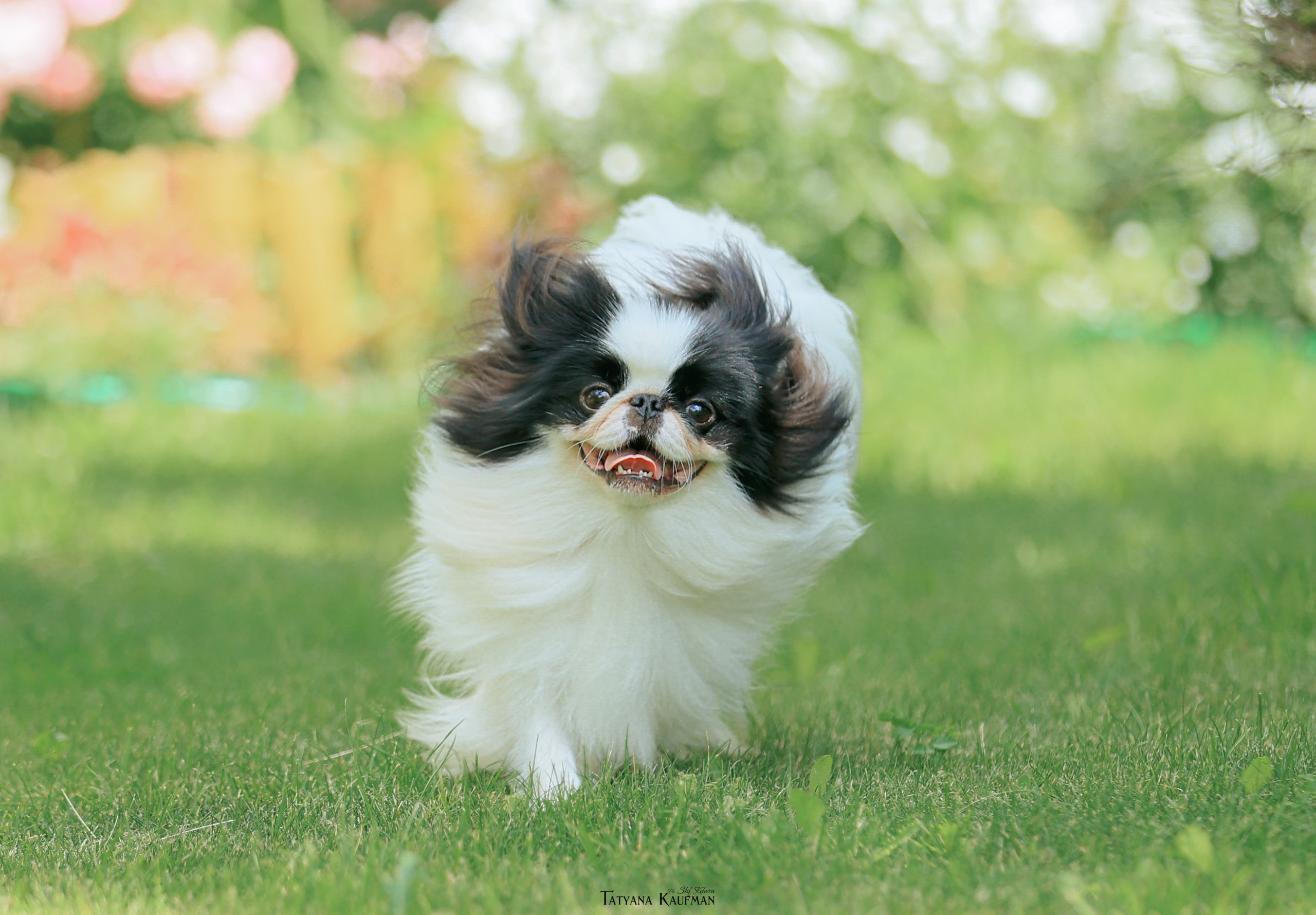 Фотосъемка японских хинов. Фотограф Анималист из Новосибирска Татьяна Кауфман