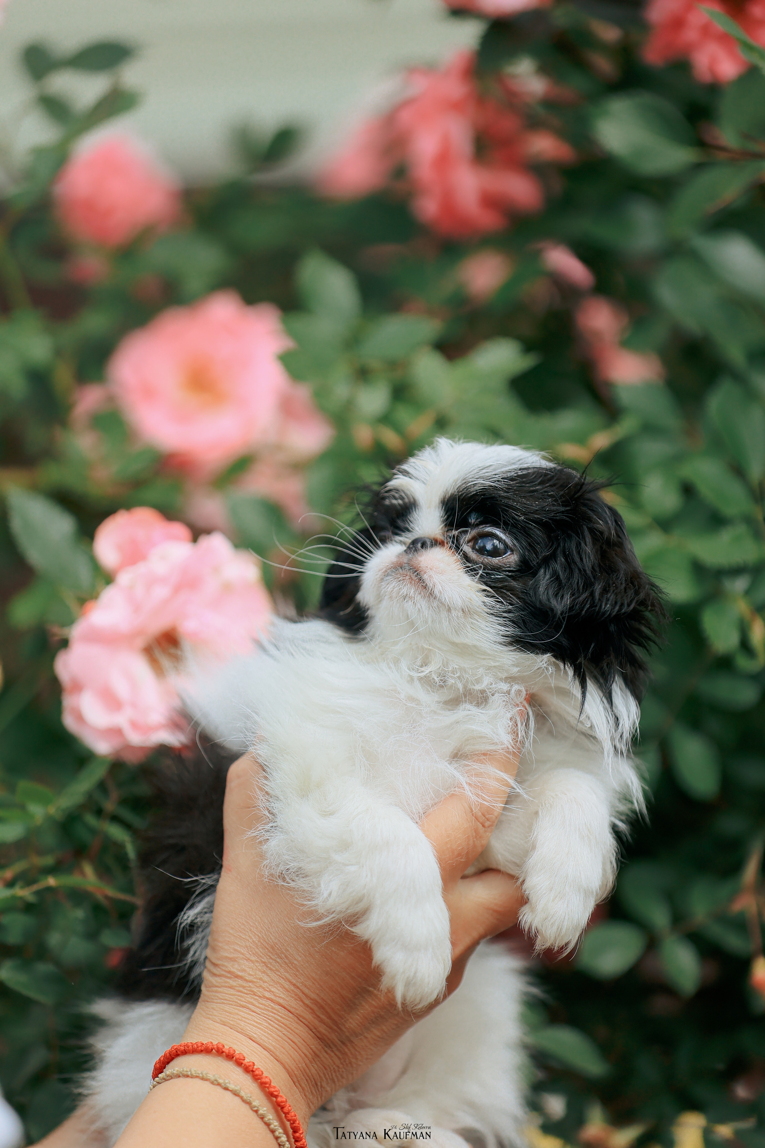 Фотосъемка японских хинов. Фотограф Анималист из Новосибирска Татьяна Кауфман