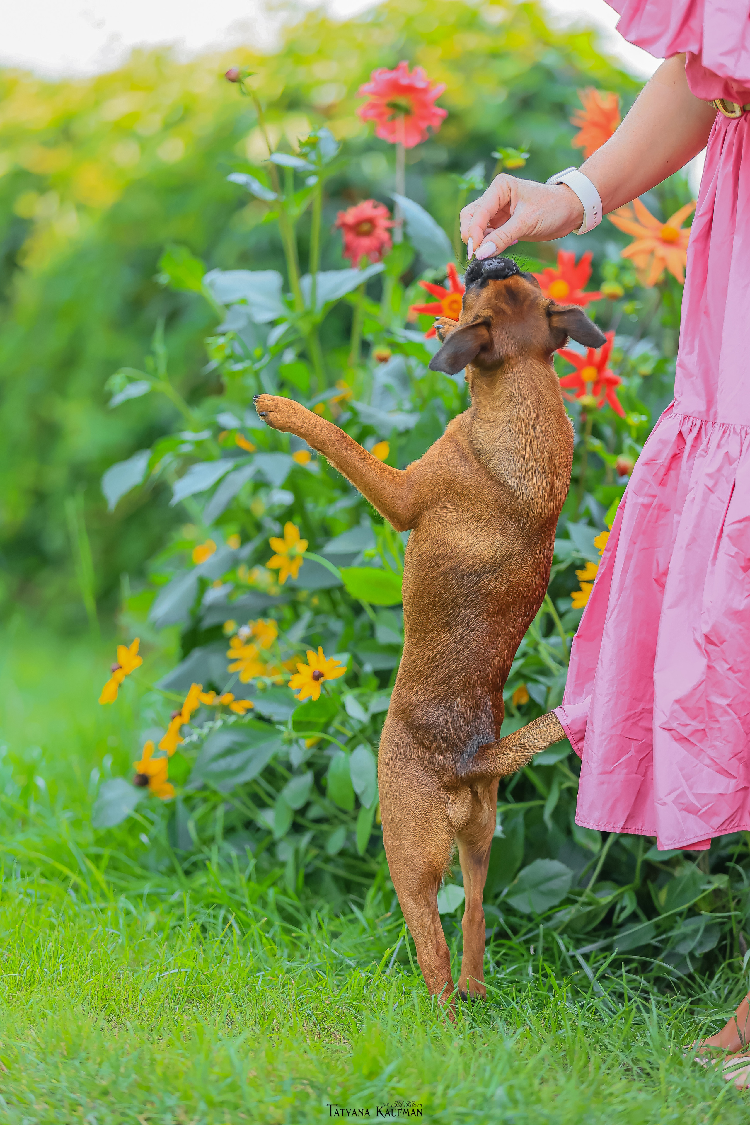 Малый брабансон, фотография брабансон, красивая собака, фотограф анималист, фотокурс Анималистика, научиться фотографировать собак, фотограф Новосибирск