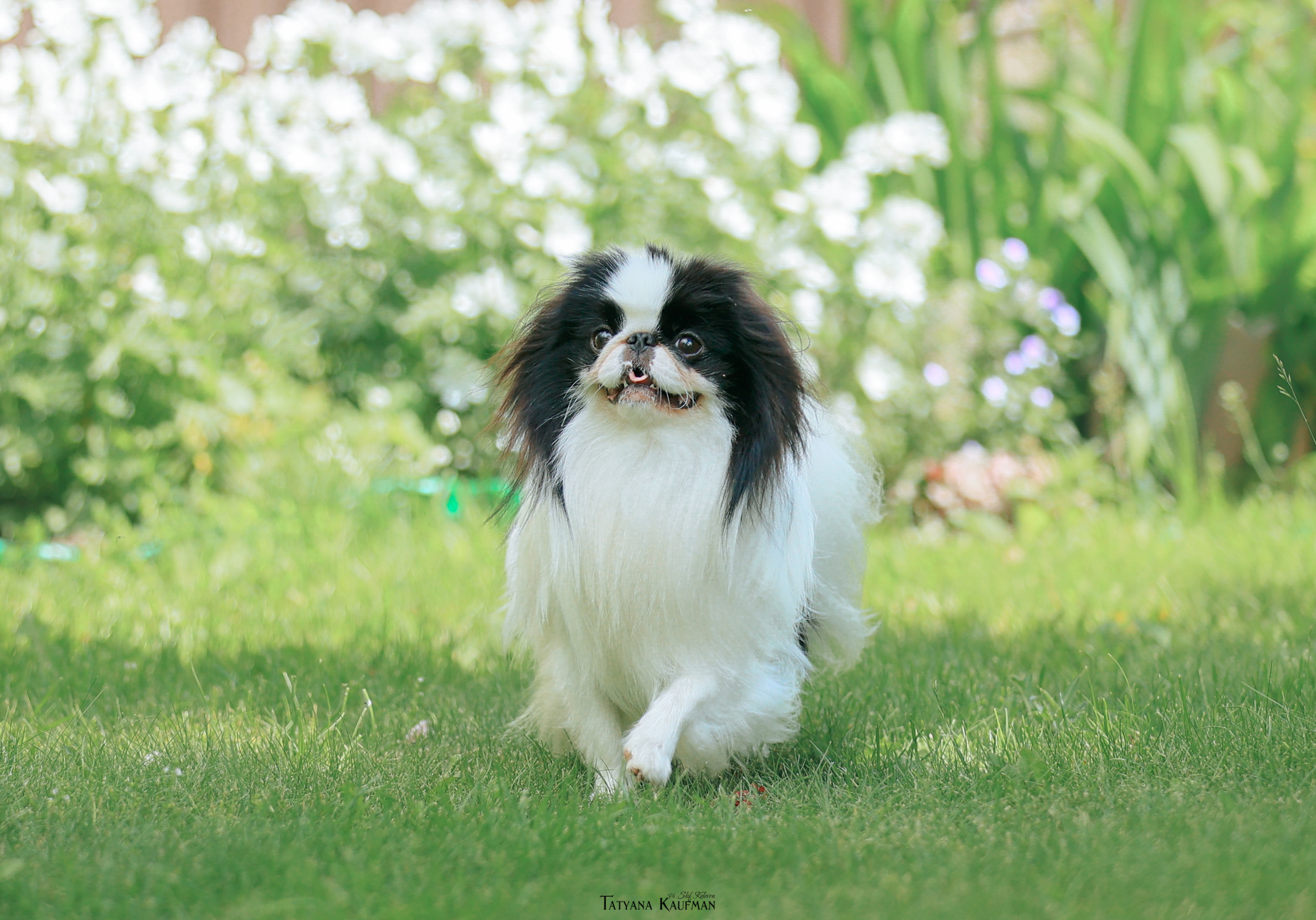 Фотосъемка японских хинов. Фотограф Анималист из Новосибирска Татьяна Кауфман