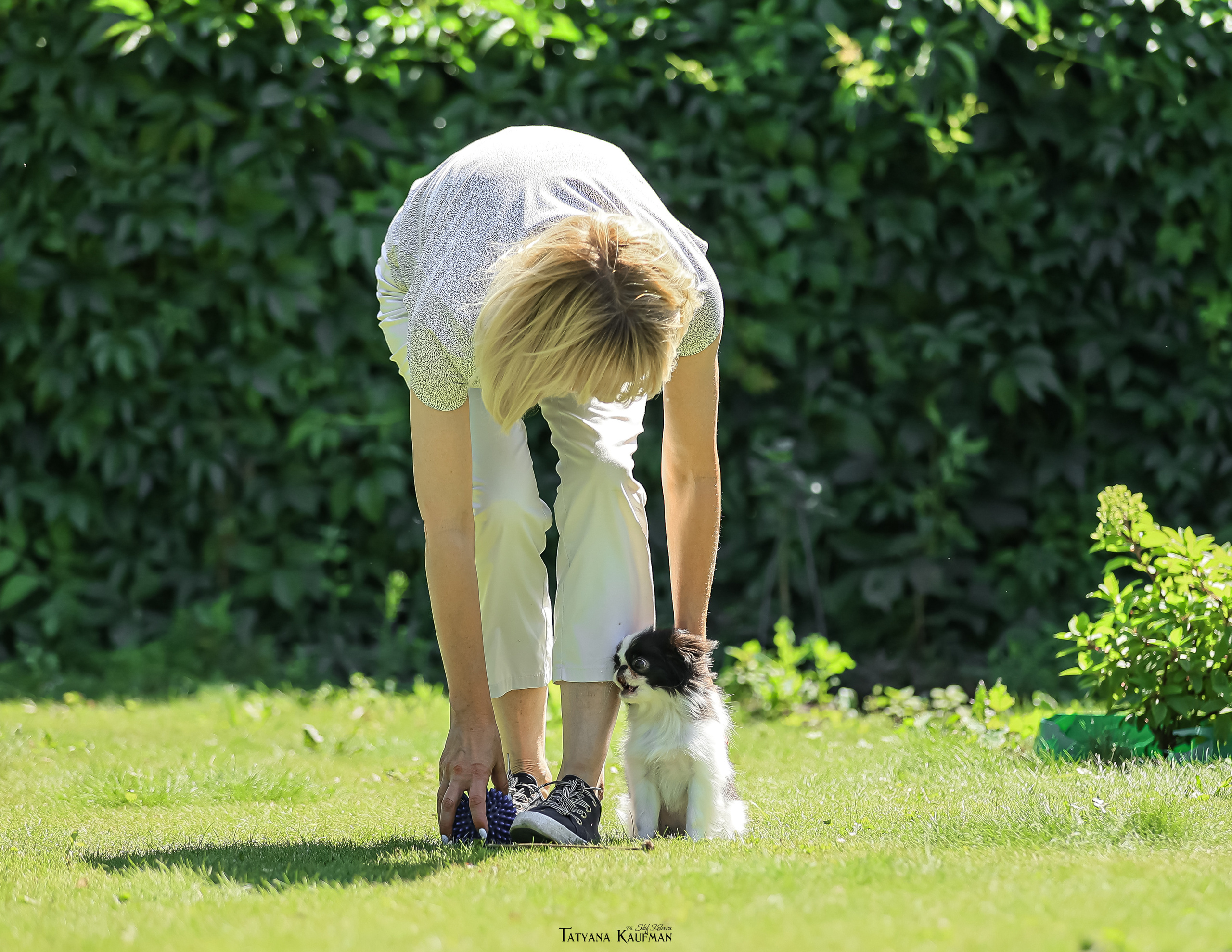 Японский хин, фотография японский хин, собака в цветах, красивая собака, фотограф анималист, фотокурс Анималистика, научиться фотографировать собак, фотограф Новосибирск