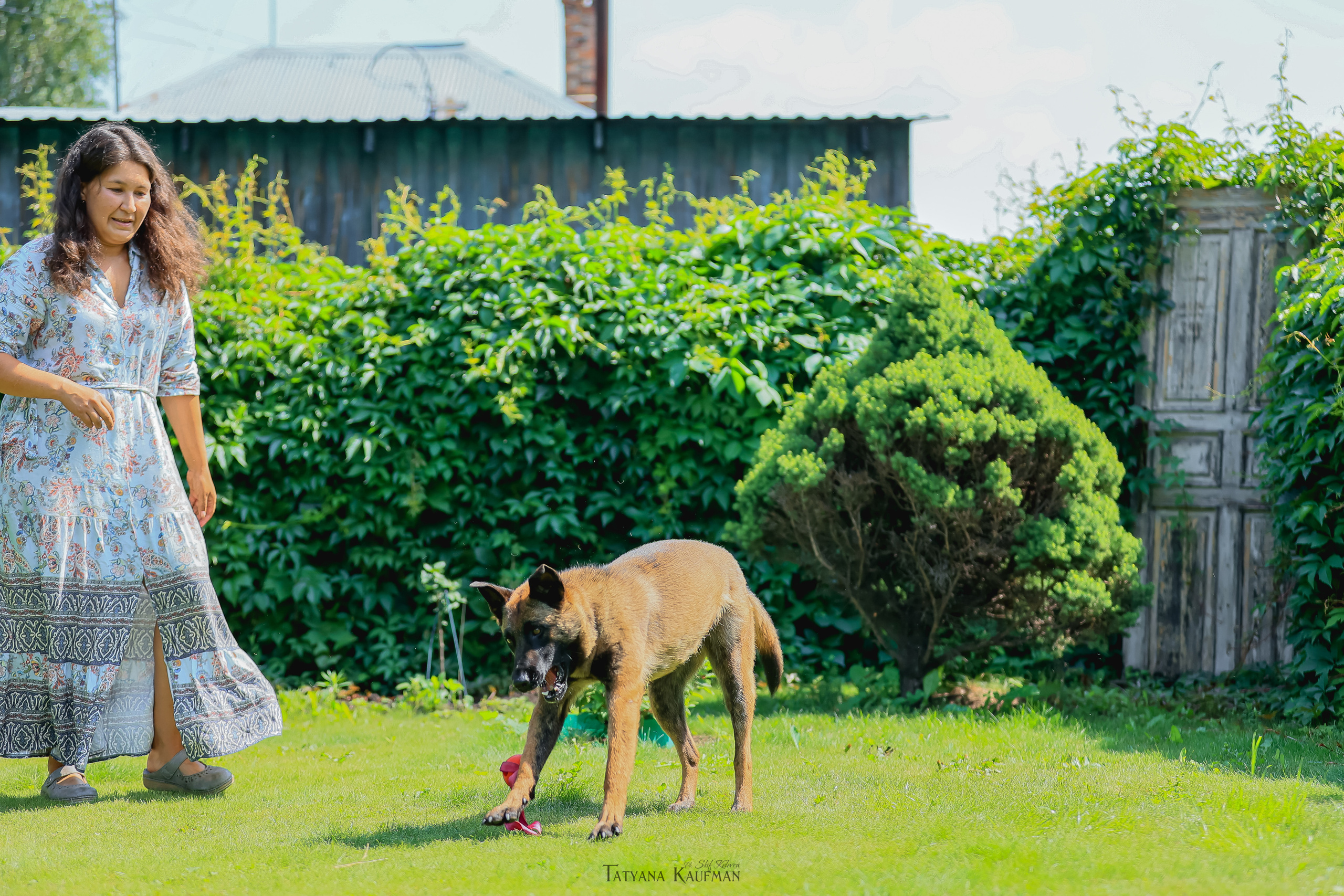 Фотосессия Малинуа. Фотограф Анималист из Новосибирска Татьяна Кауфман