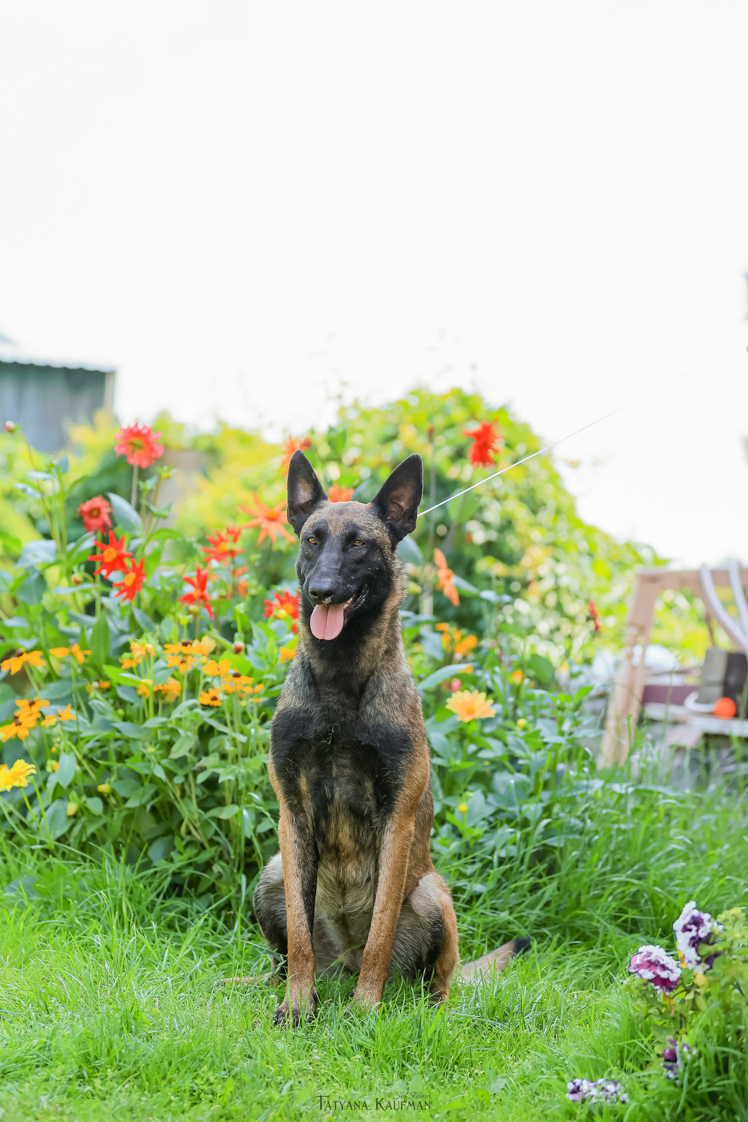 Фотосессия Малинуа. Фотограф Анималист из Новосибирска Татьяна Кауфман