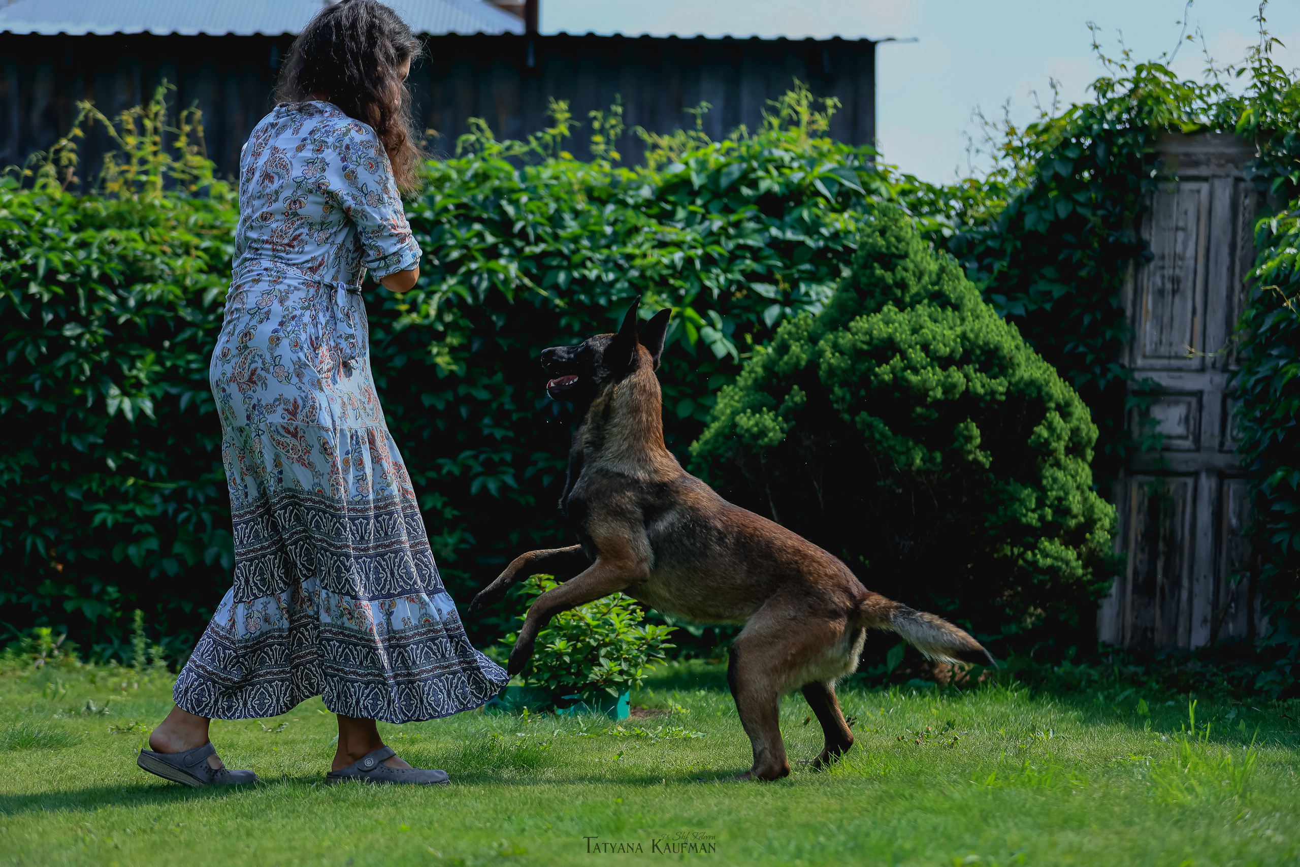 Фотосессия Малинуа. Фотограф Анималист из Новосибирска Татьяна Кауфман