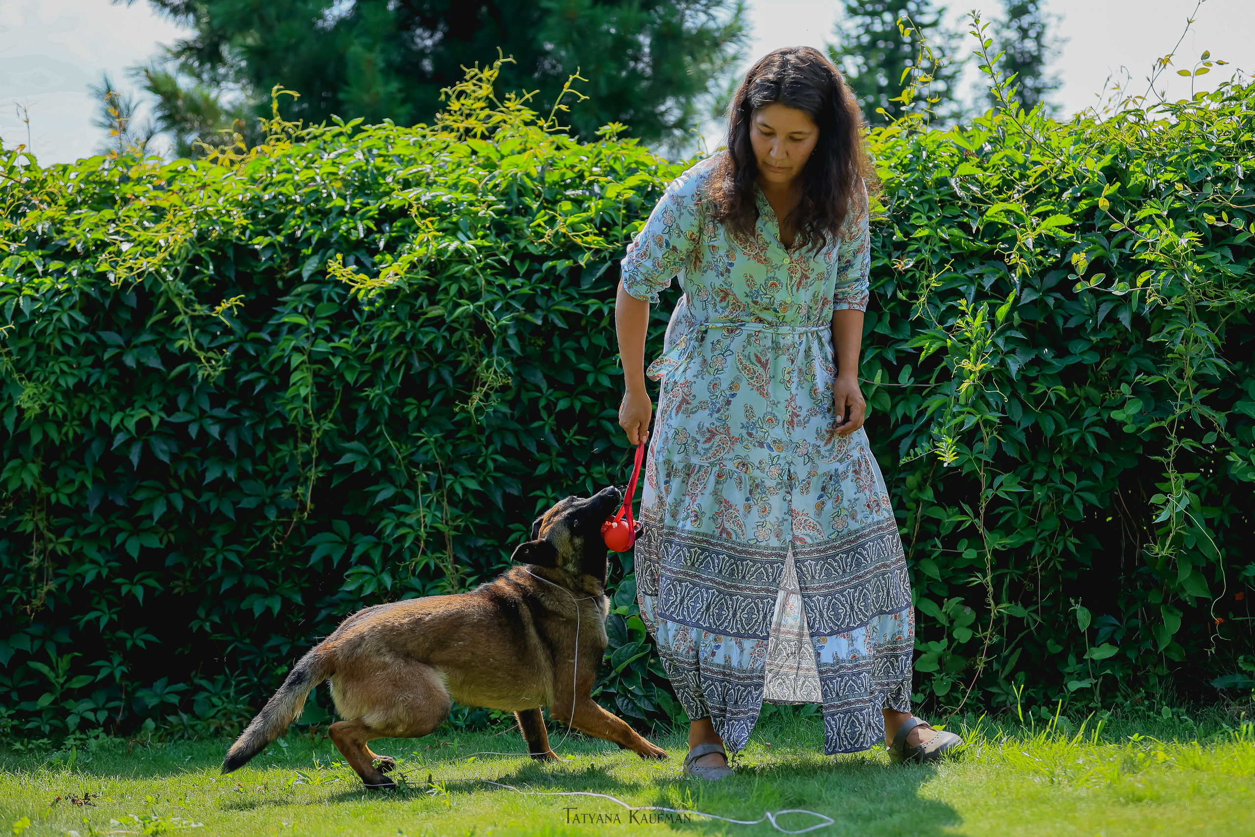 Фотосессия Малинуа. Фотограф Анималист из Новосибирска Татьяна Кауфман